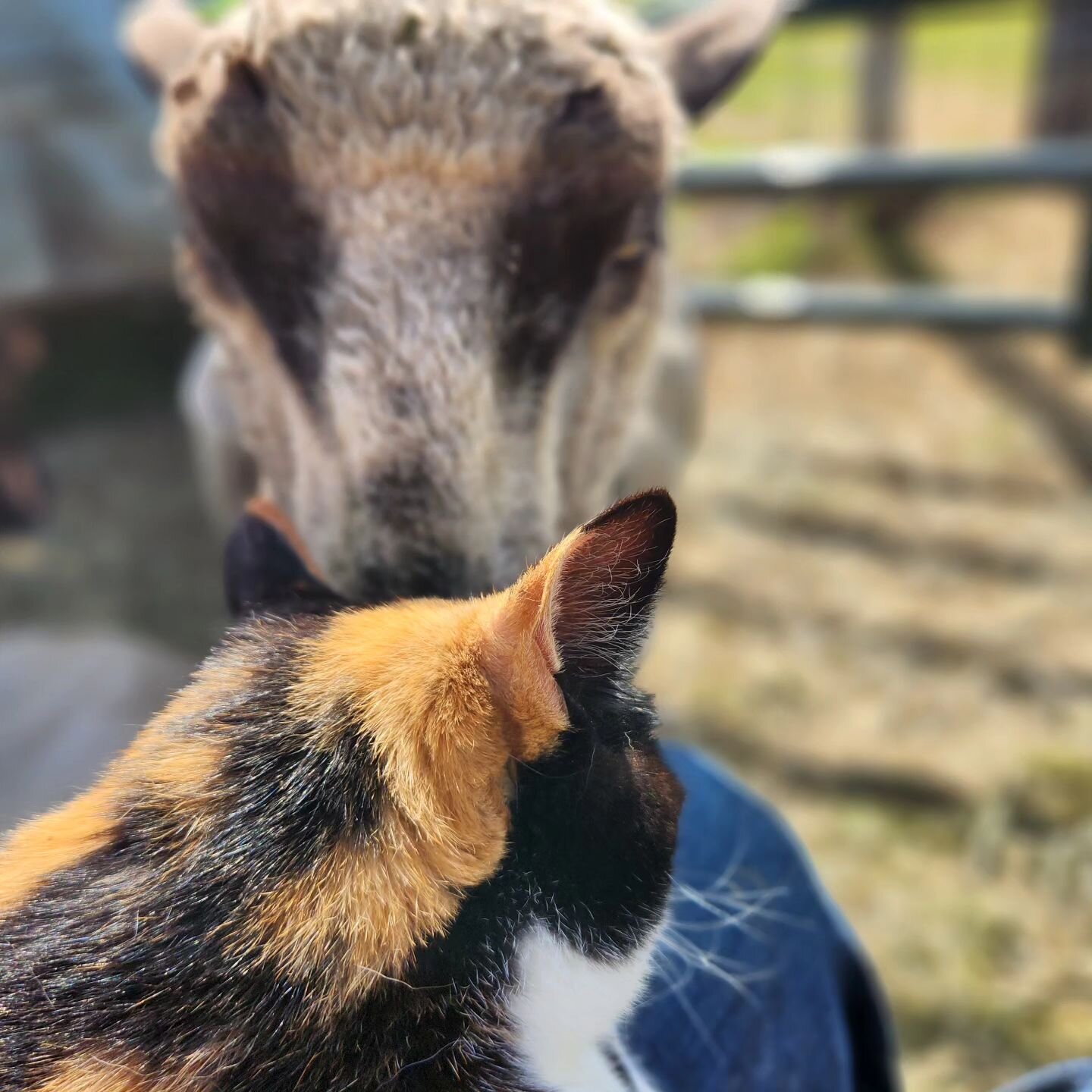 Kitties and sheep share a connection. Sitting in the pasture with Gigi &amp; the flock gathered round. They love the sound and feel of purrs and will stay transfixed for the longest time. Peaceful.💕