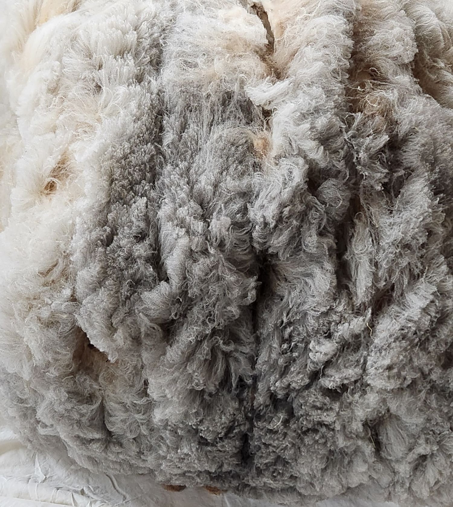 CVM full raw fleece Kosgrove 4.jpg