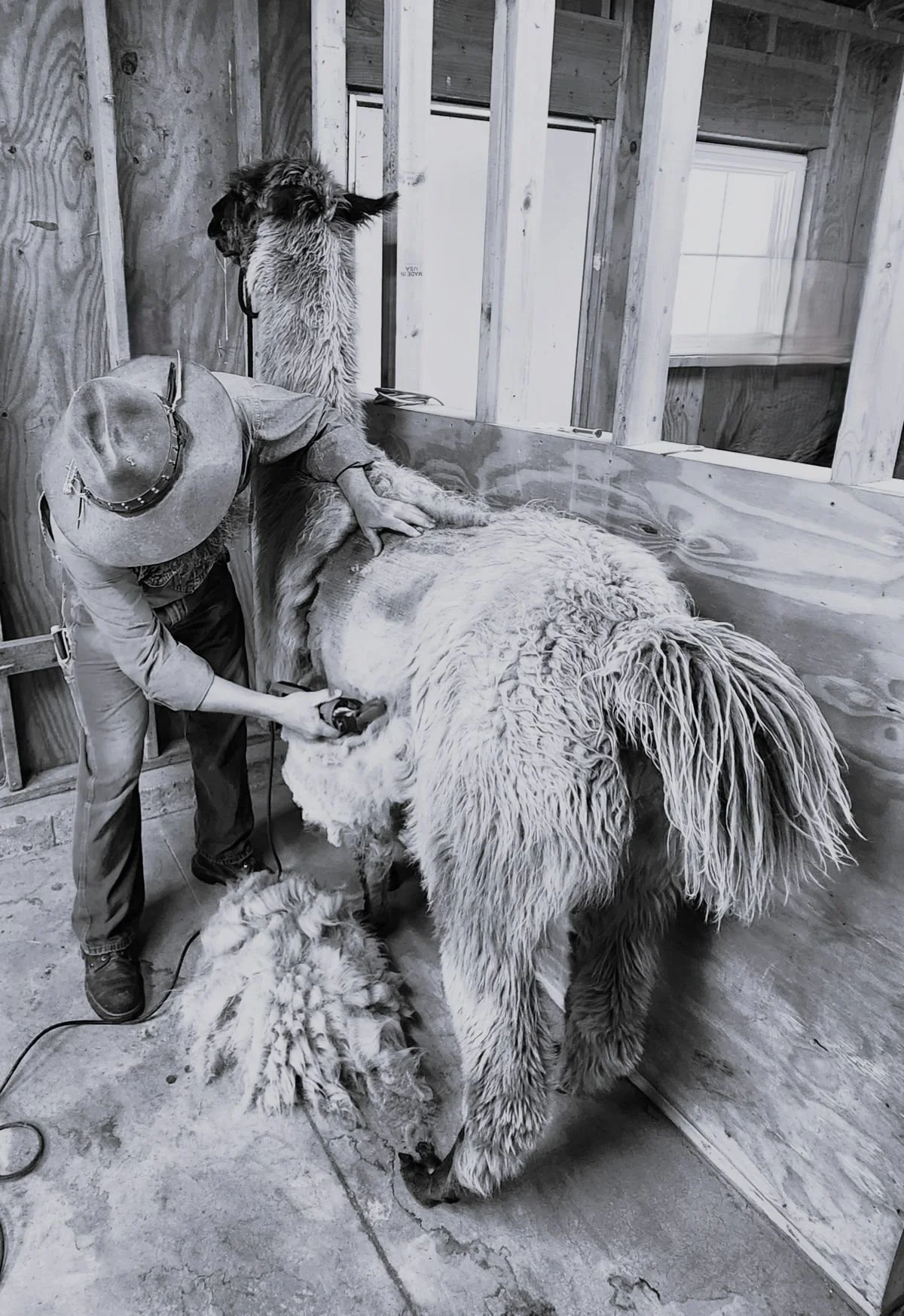 Shearing llama James.jpg