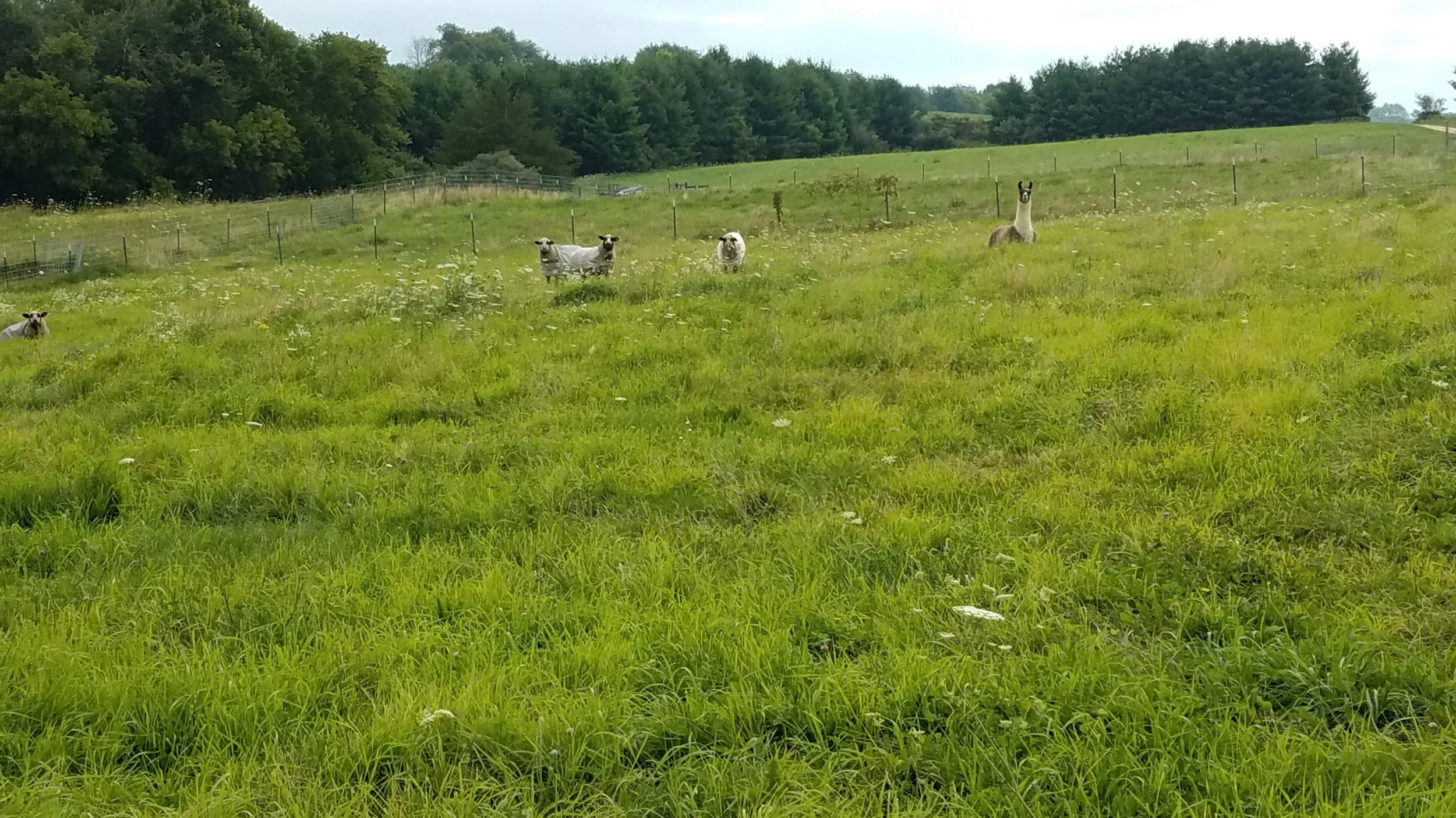 our sheep and llama friend in a field