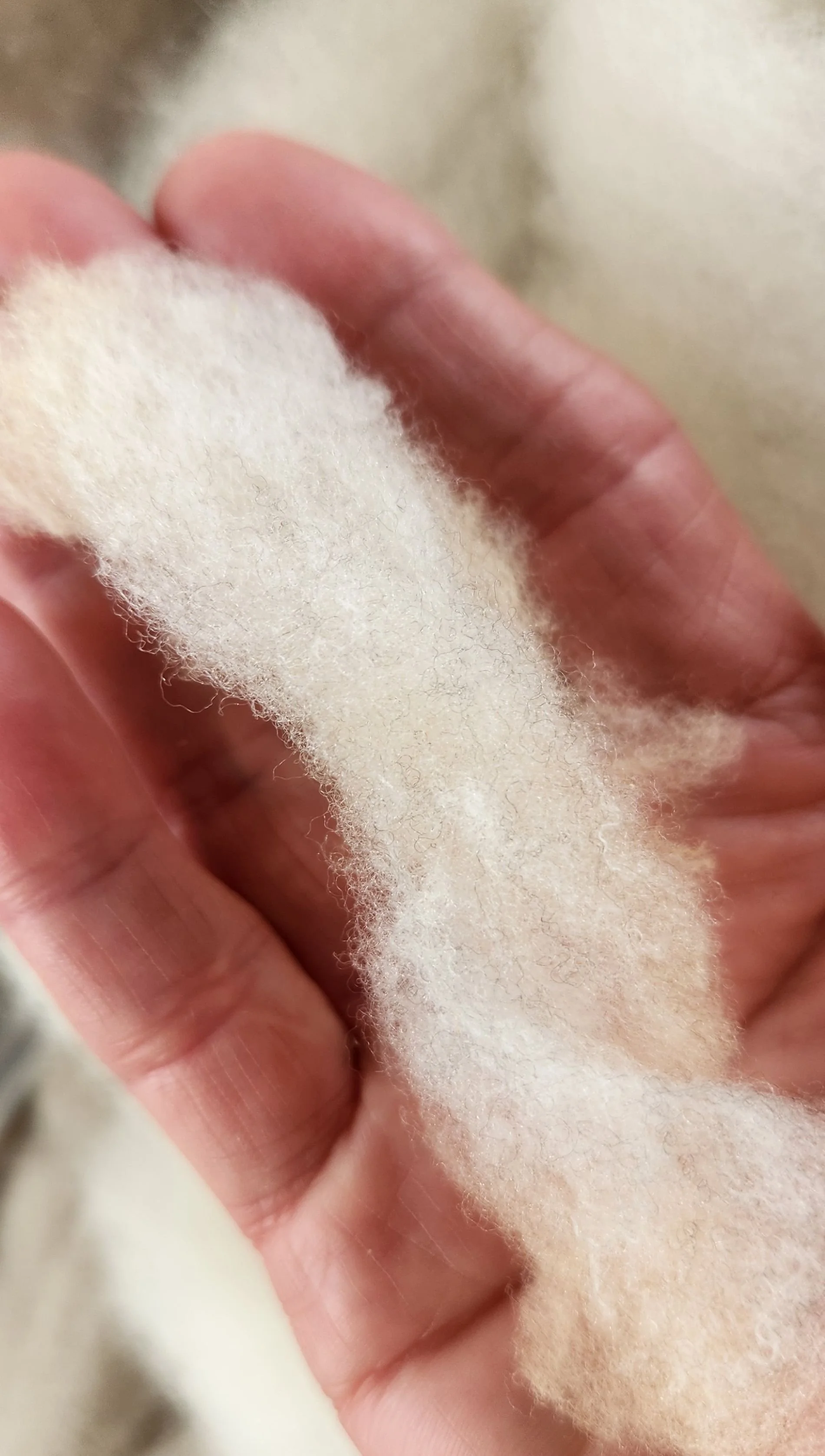 CVM fleece washed lock Kosgrove.jpg