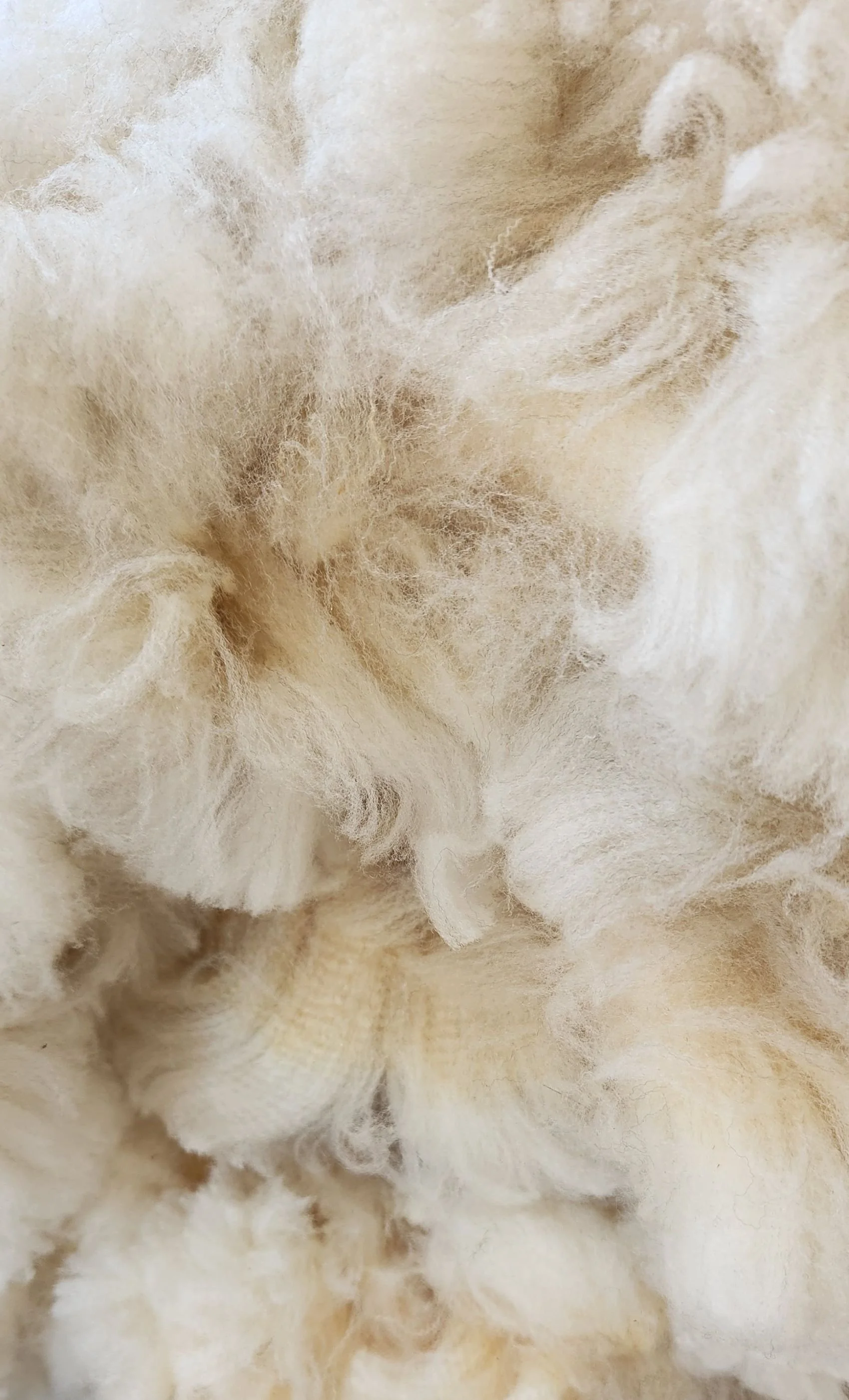 CVM raw fleece locks Kricket.jpg