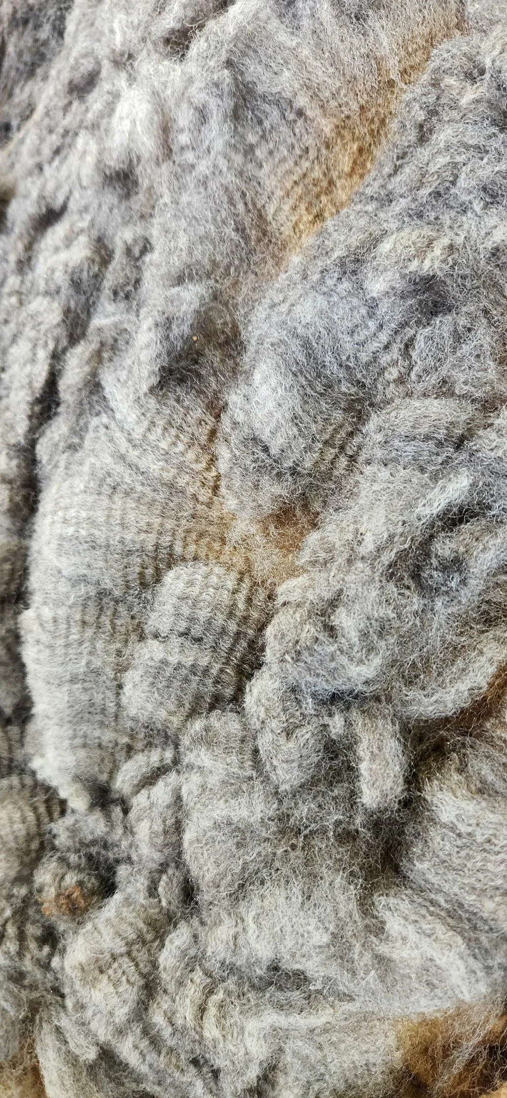 Romeldale CVM fine wool fleece locks Eugene.jpg