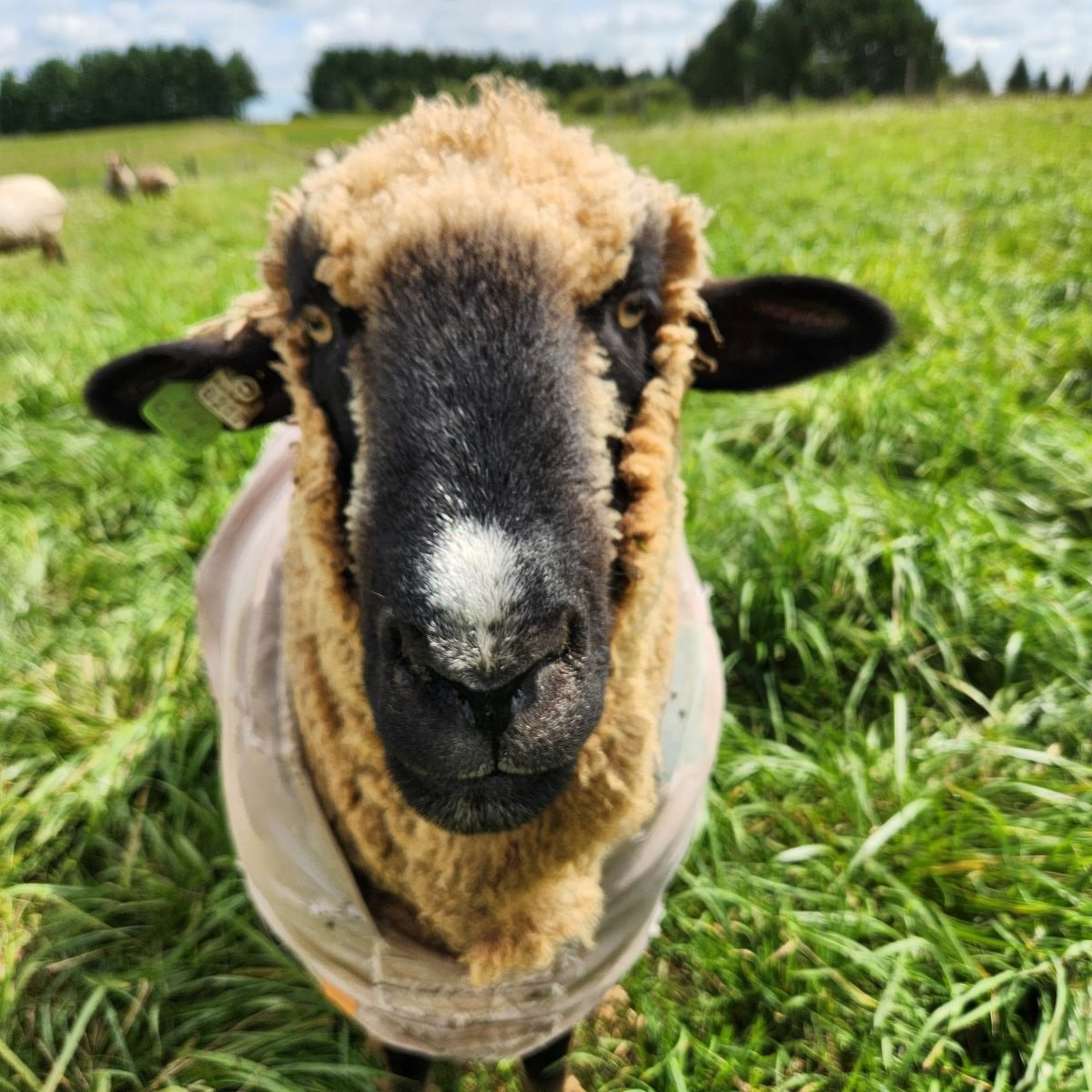 Romeldale CVM fine wool sheep endangered breed Eugene.jpg
