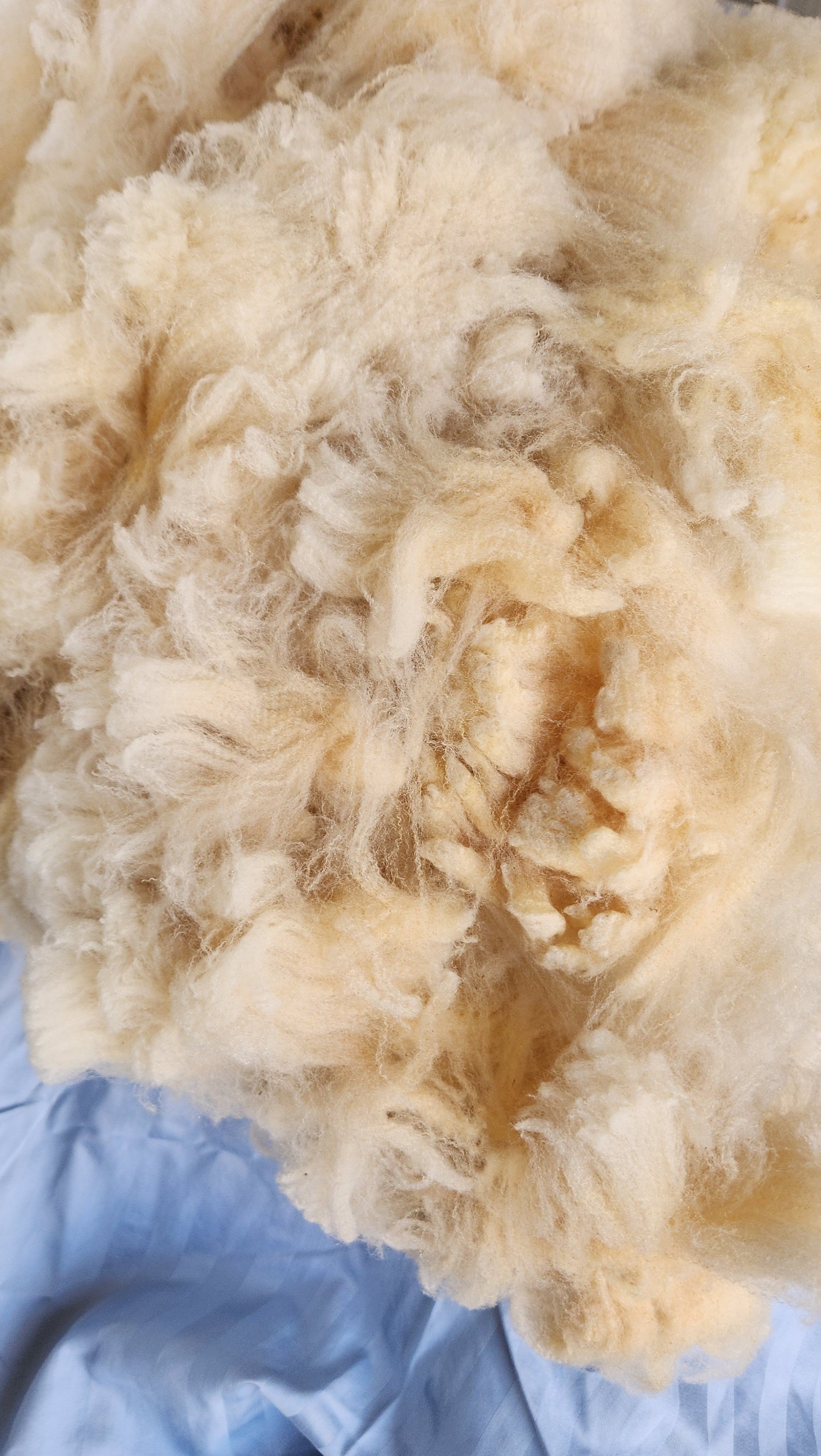 CVM Romeldale fine wool locks Jolie.jpg