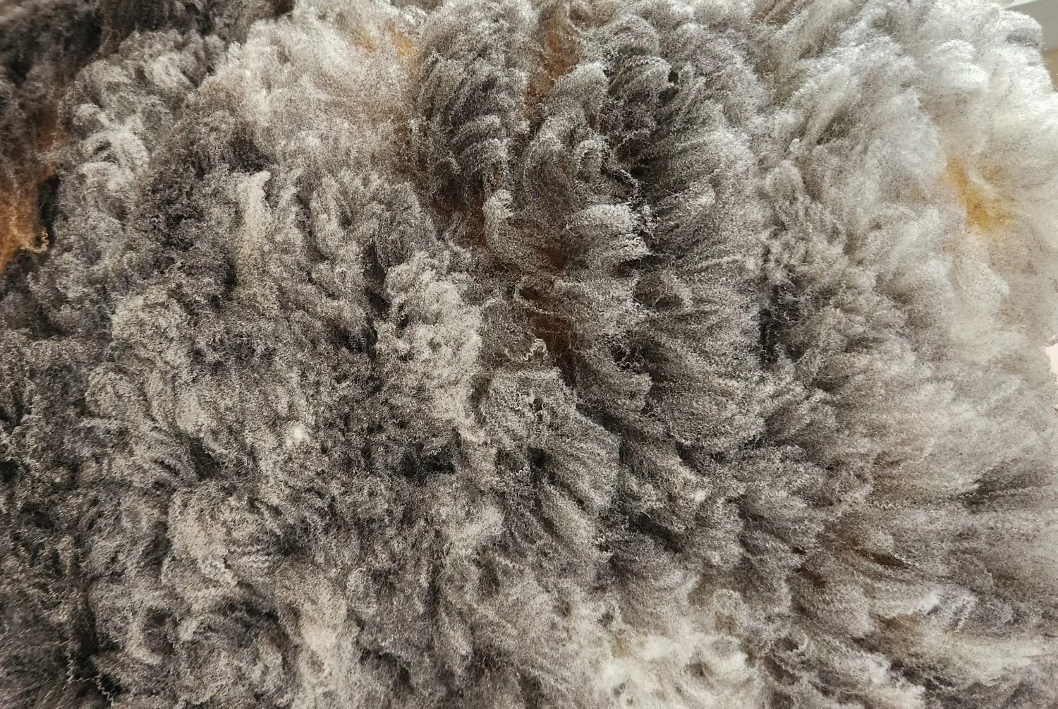 CVM whole raw fleece Katie .jpg
