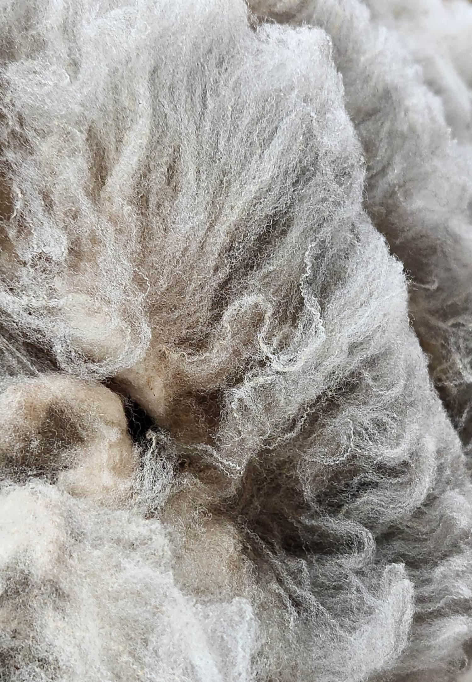 CVM raw fleece Kosgrove locks.jpg