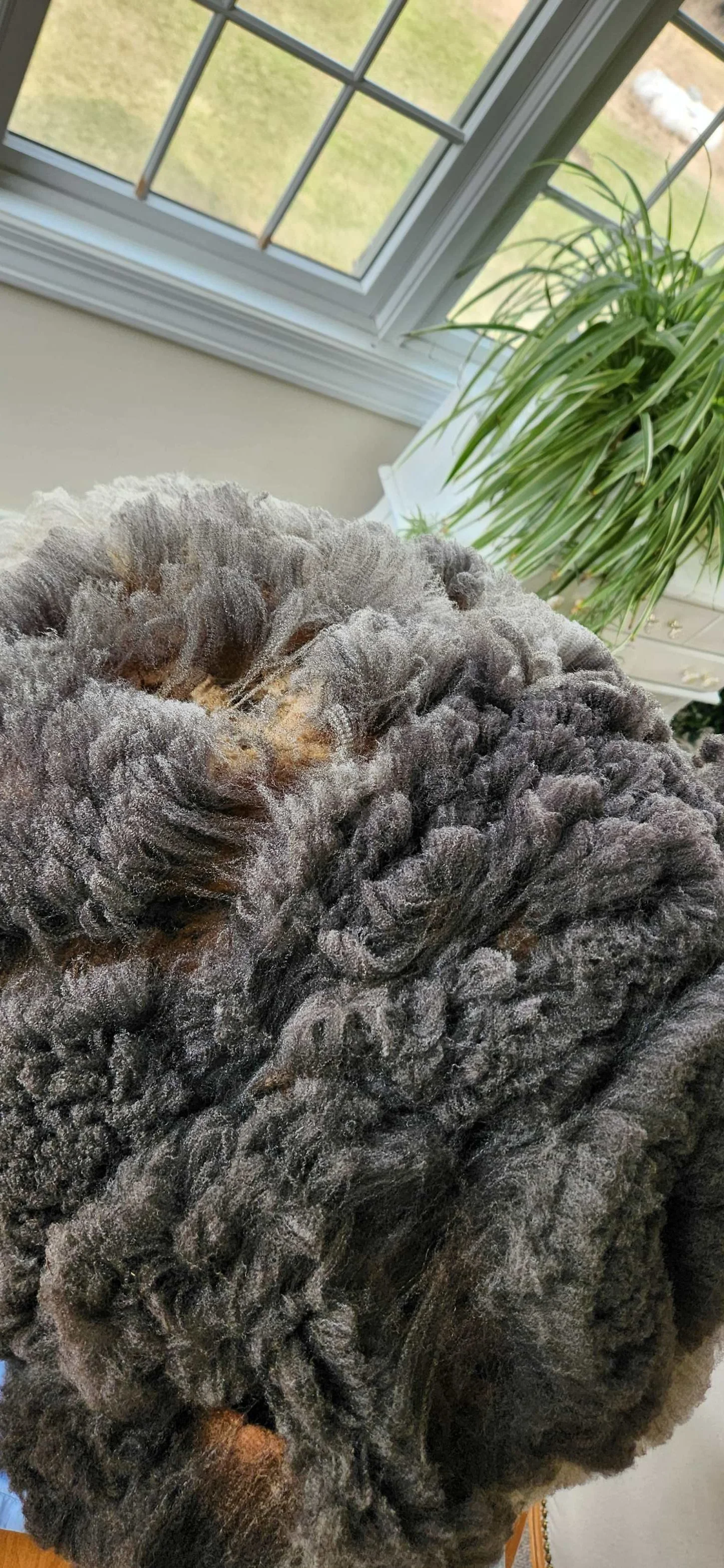 CVM raw whole fleece Katie 5.jpg