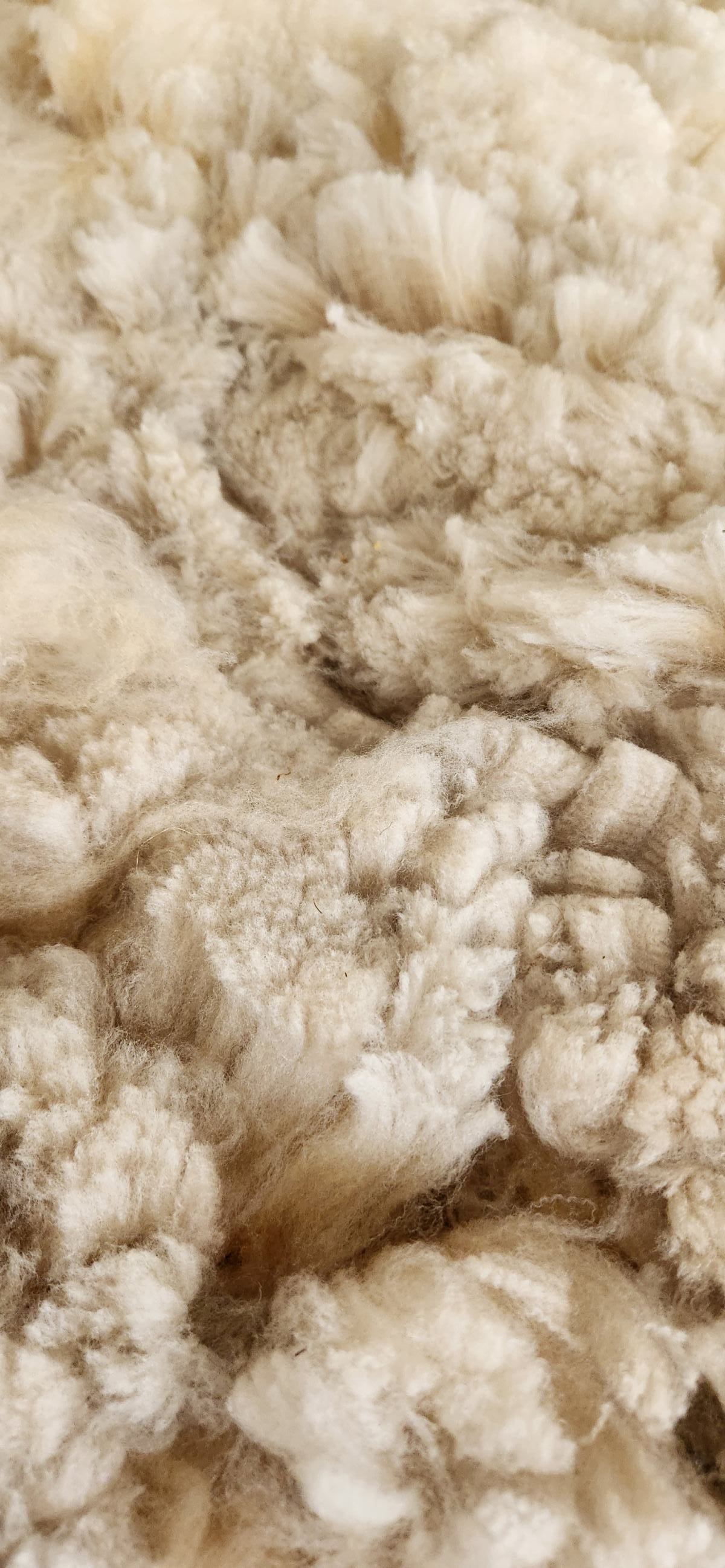 CVM Romeldale fine wool fleece Jolie.jpg