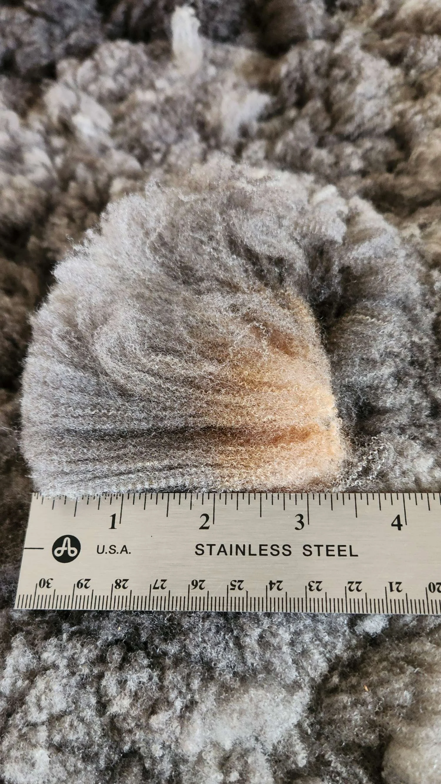 CVM raw fleece staple Katie.jpg