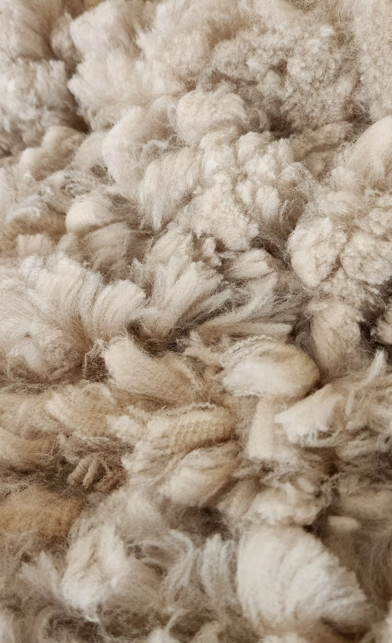 CVM raw fleece Janeway 2.jpg