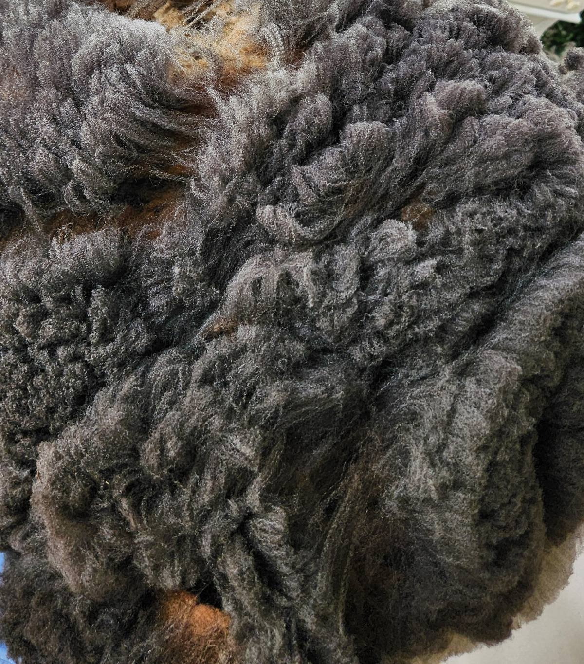 CVM Romeldale fine wool whole gray fleece Elfin .jpg