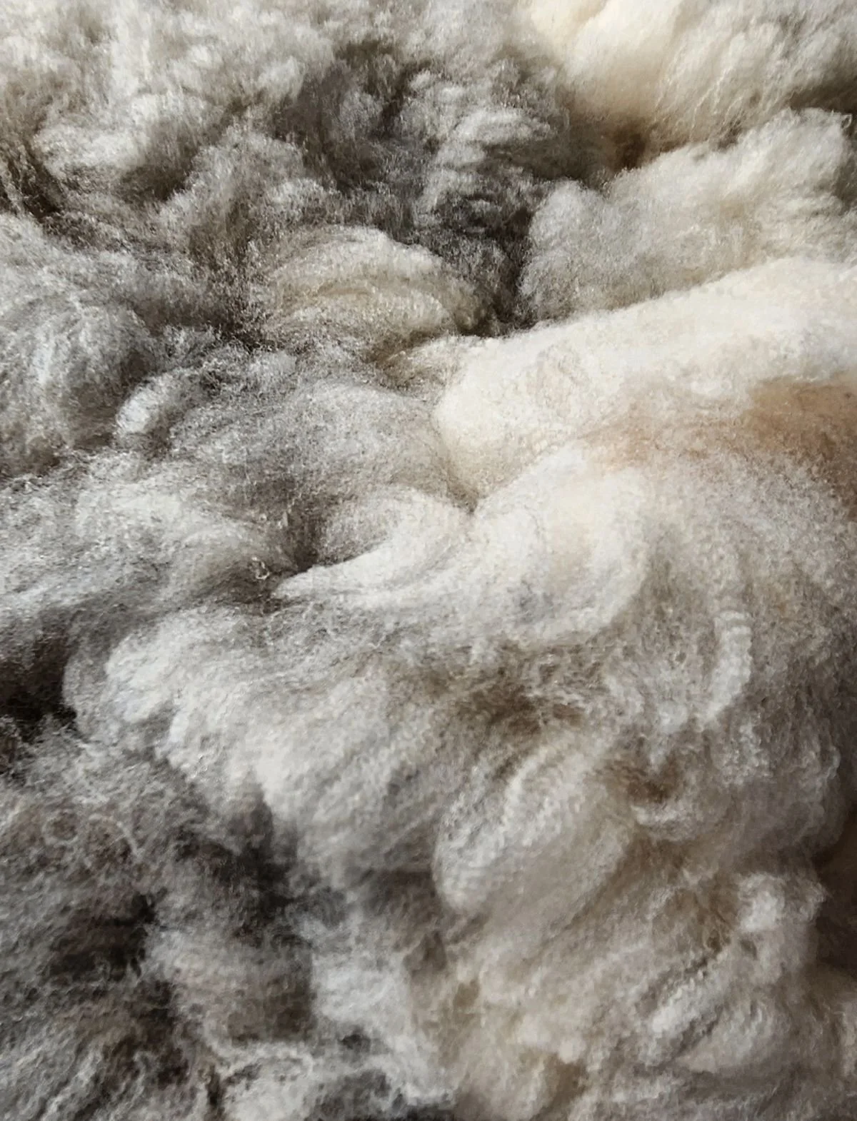 Romeldale CVM fine wool fleece KylieBlue.jpg