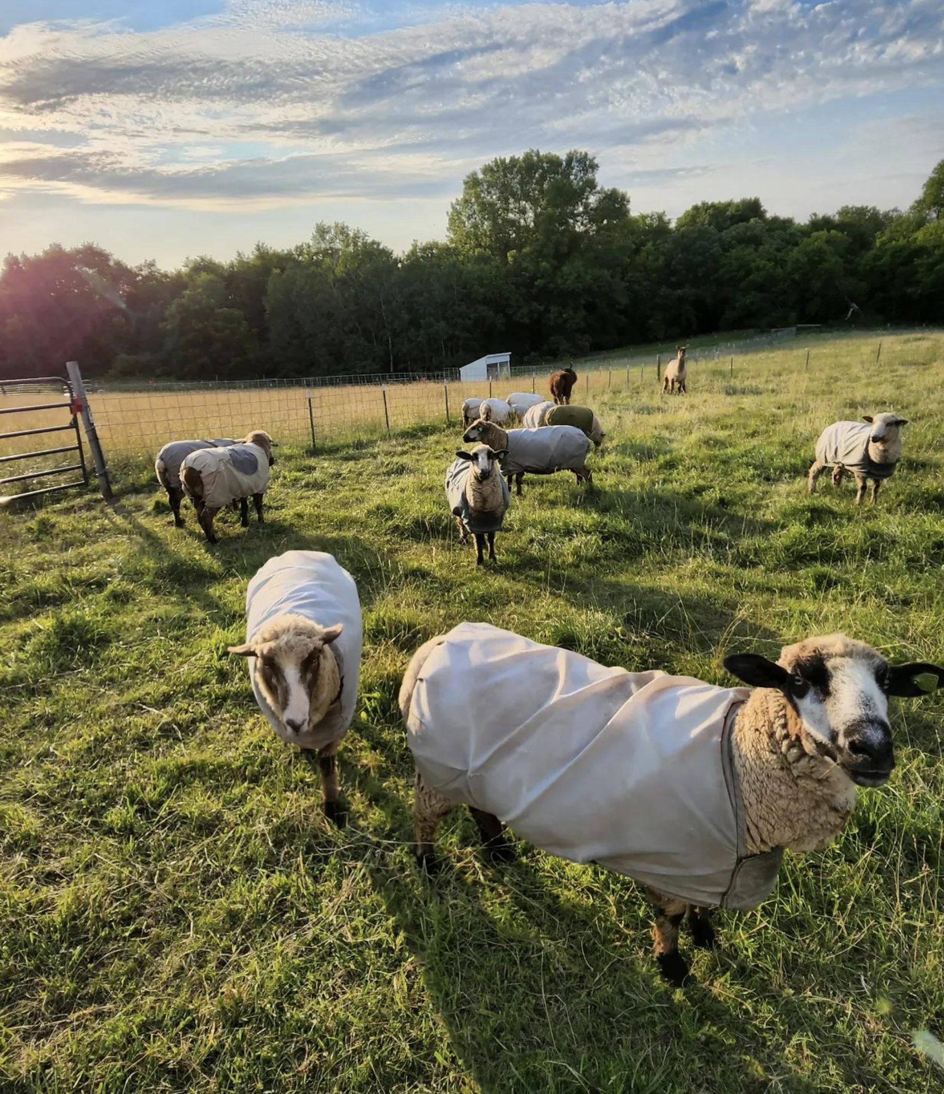 Our sheep gather around for feeding time