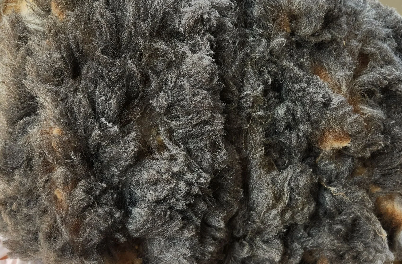 Romeldale CVM fleece Elfin B.jpg