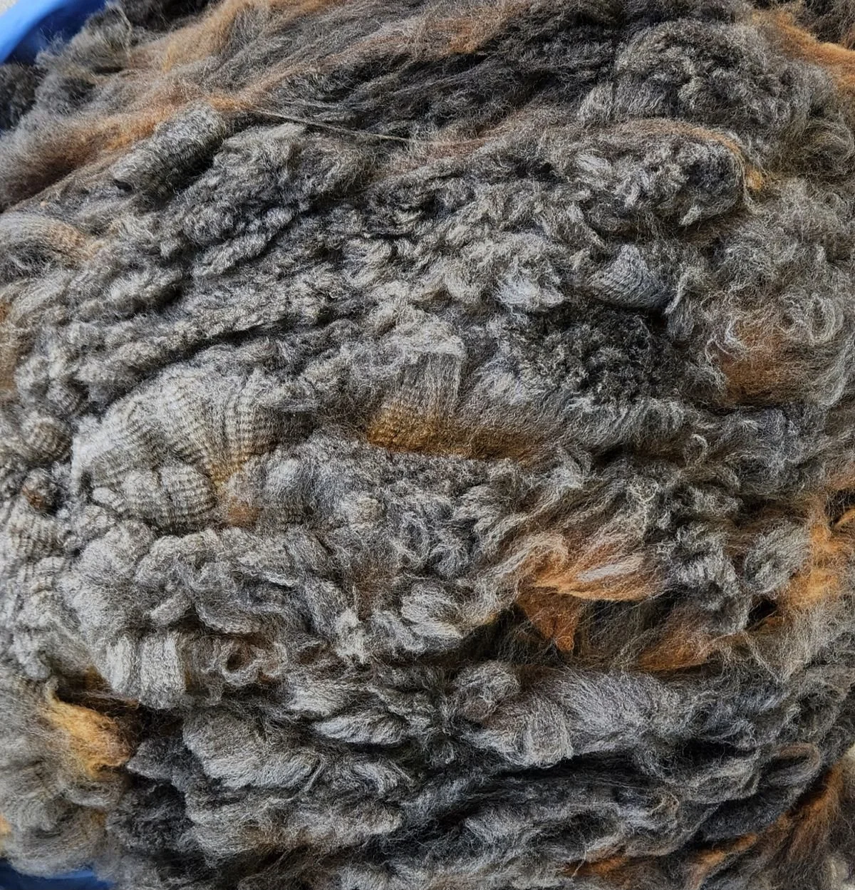 Romeldale CVM fine wool whole fleece charcoal color Eugene.jpg