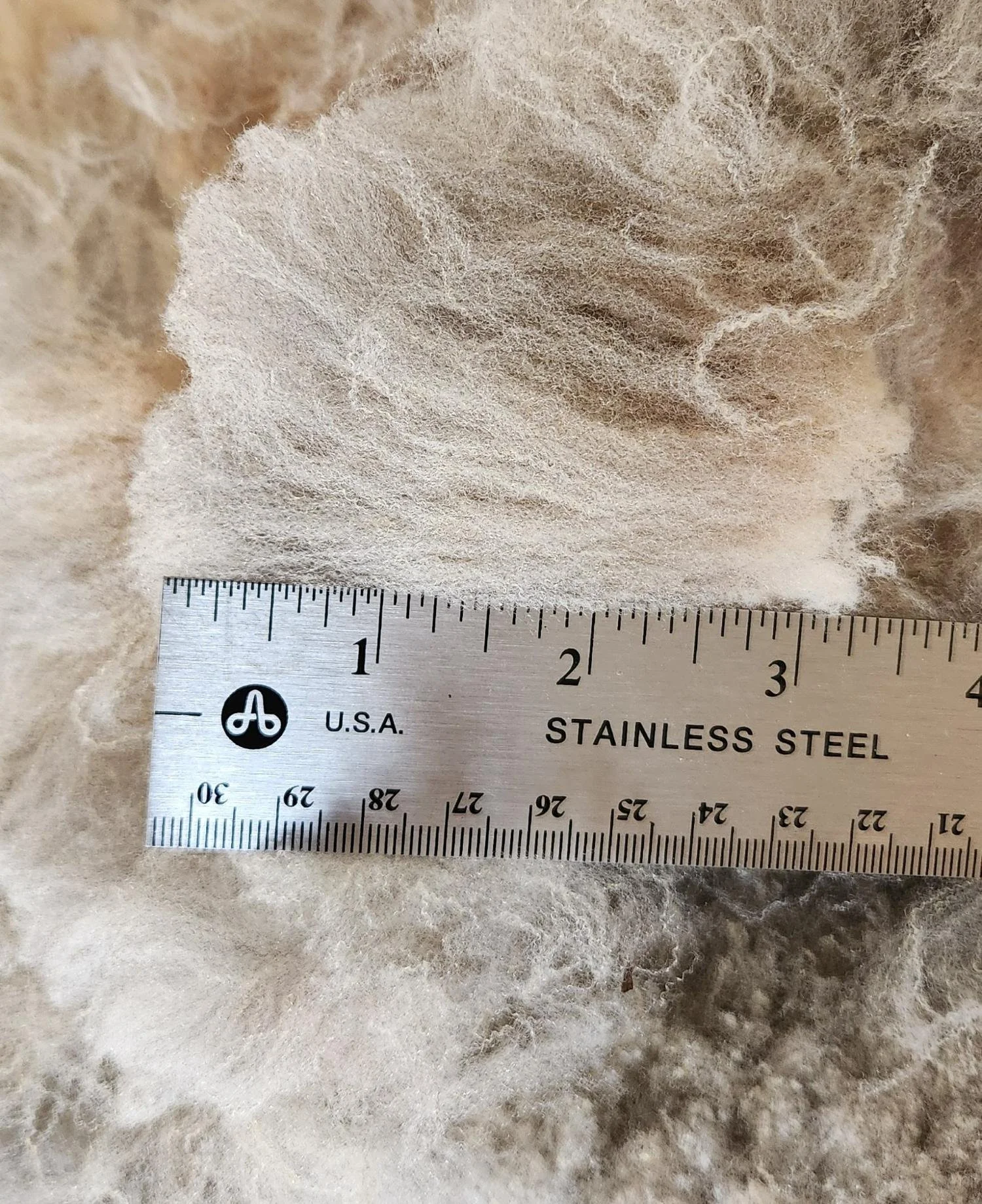 CVM fleece staple Kosgrove.jpg