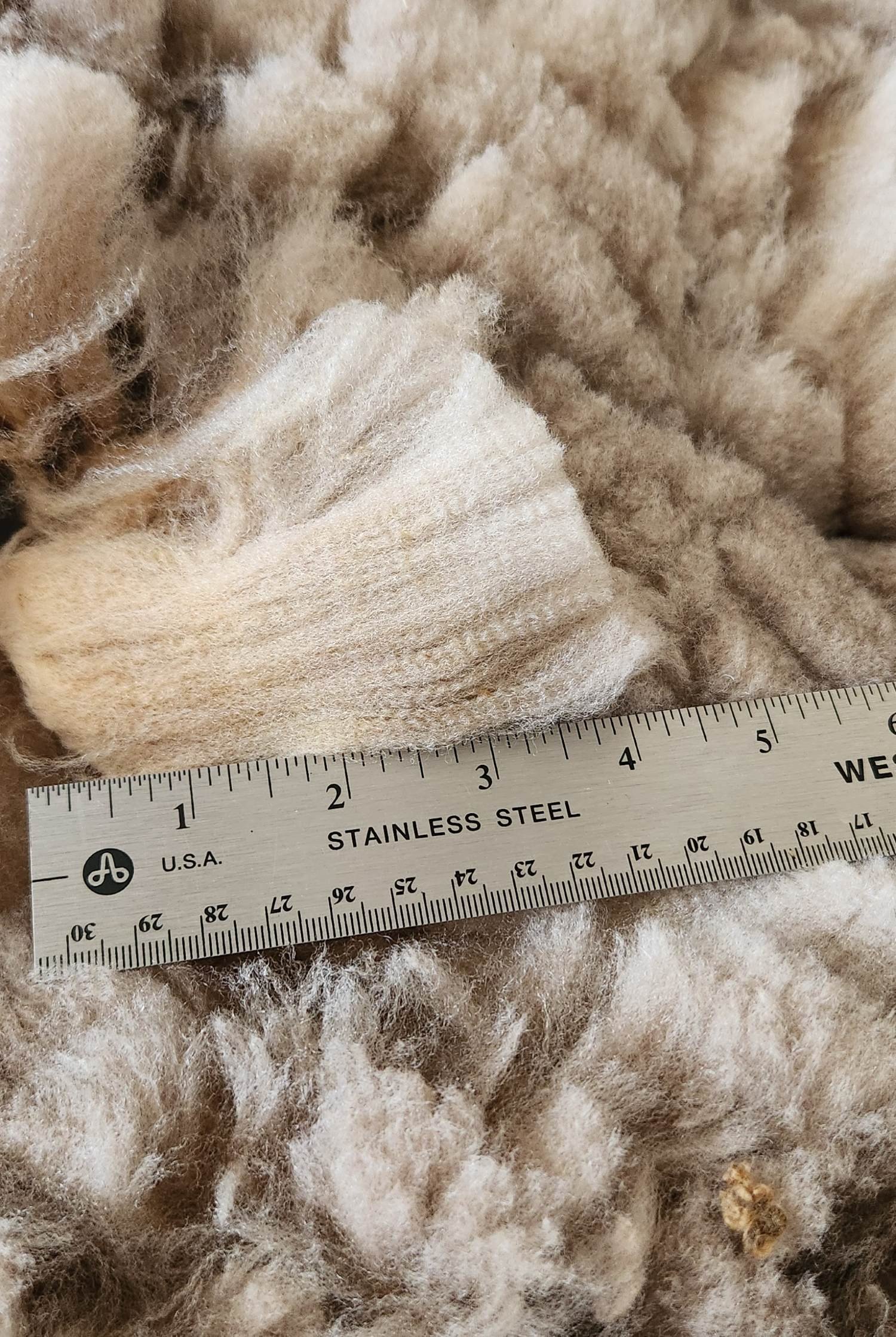 CVM raw fleece staple Janeway.jpg