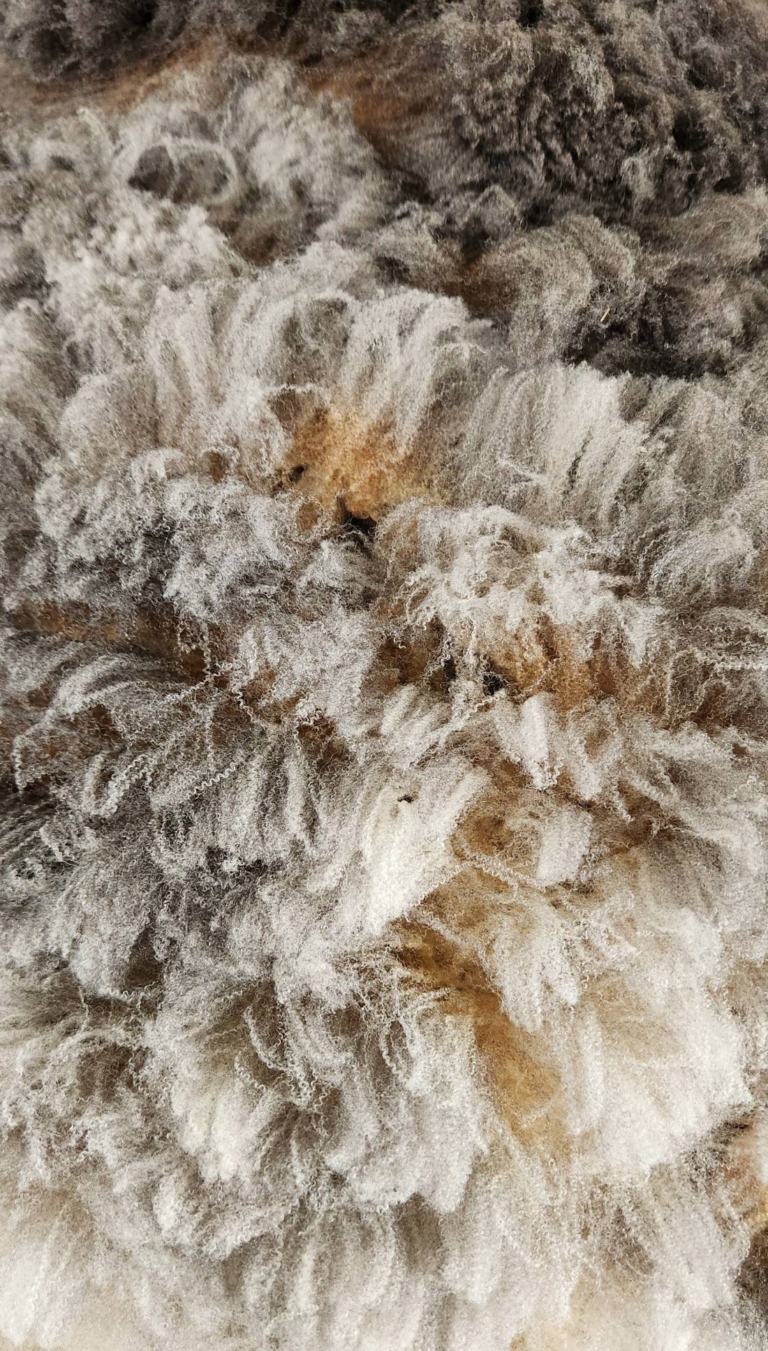 CVM Romeldale fine wool gray fleece multicolor Elfin locks.jpg