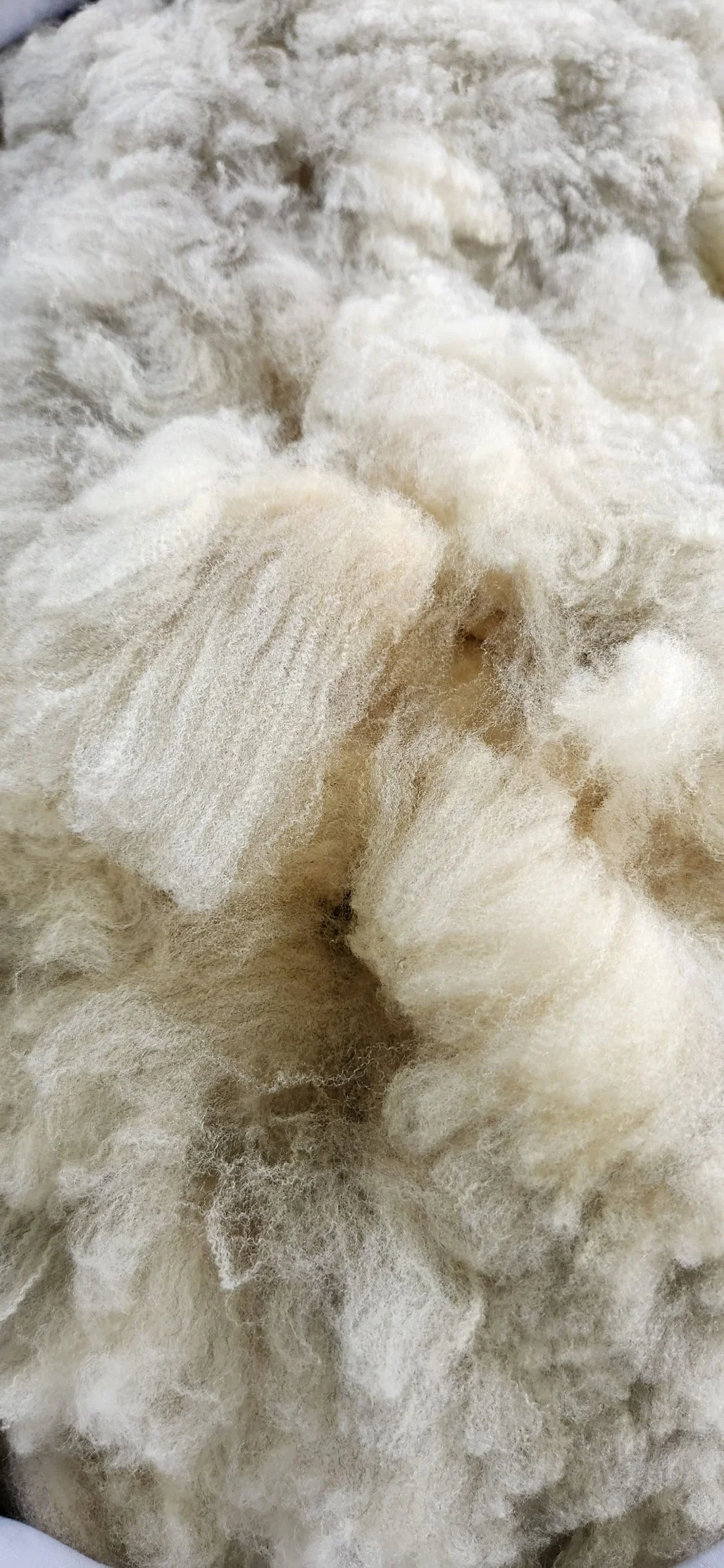 Romeldale CVM fine wool fleece locks KylieBlue.jpg