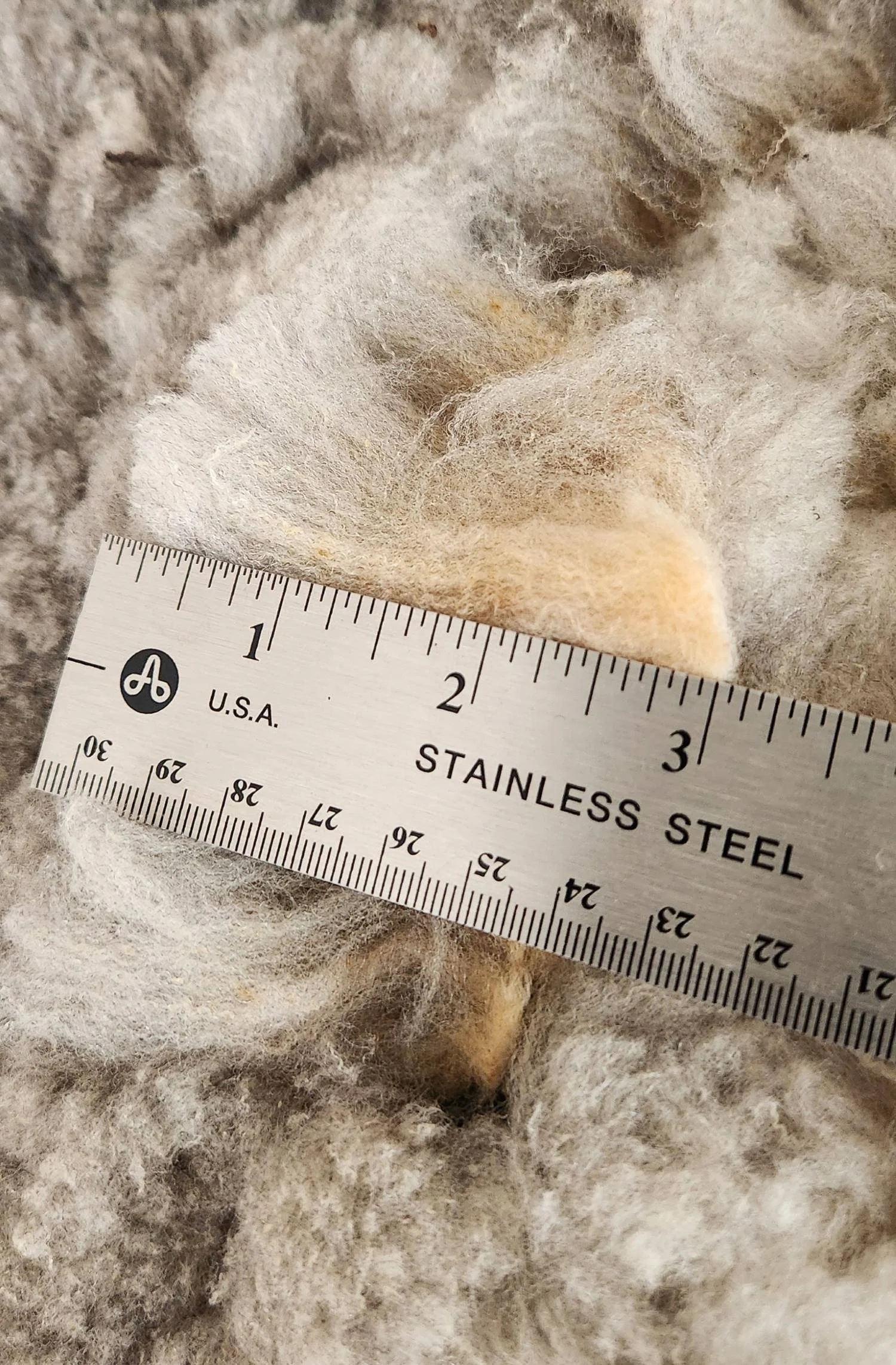 CVM fleece staple HollyB.jpg