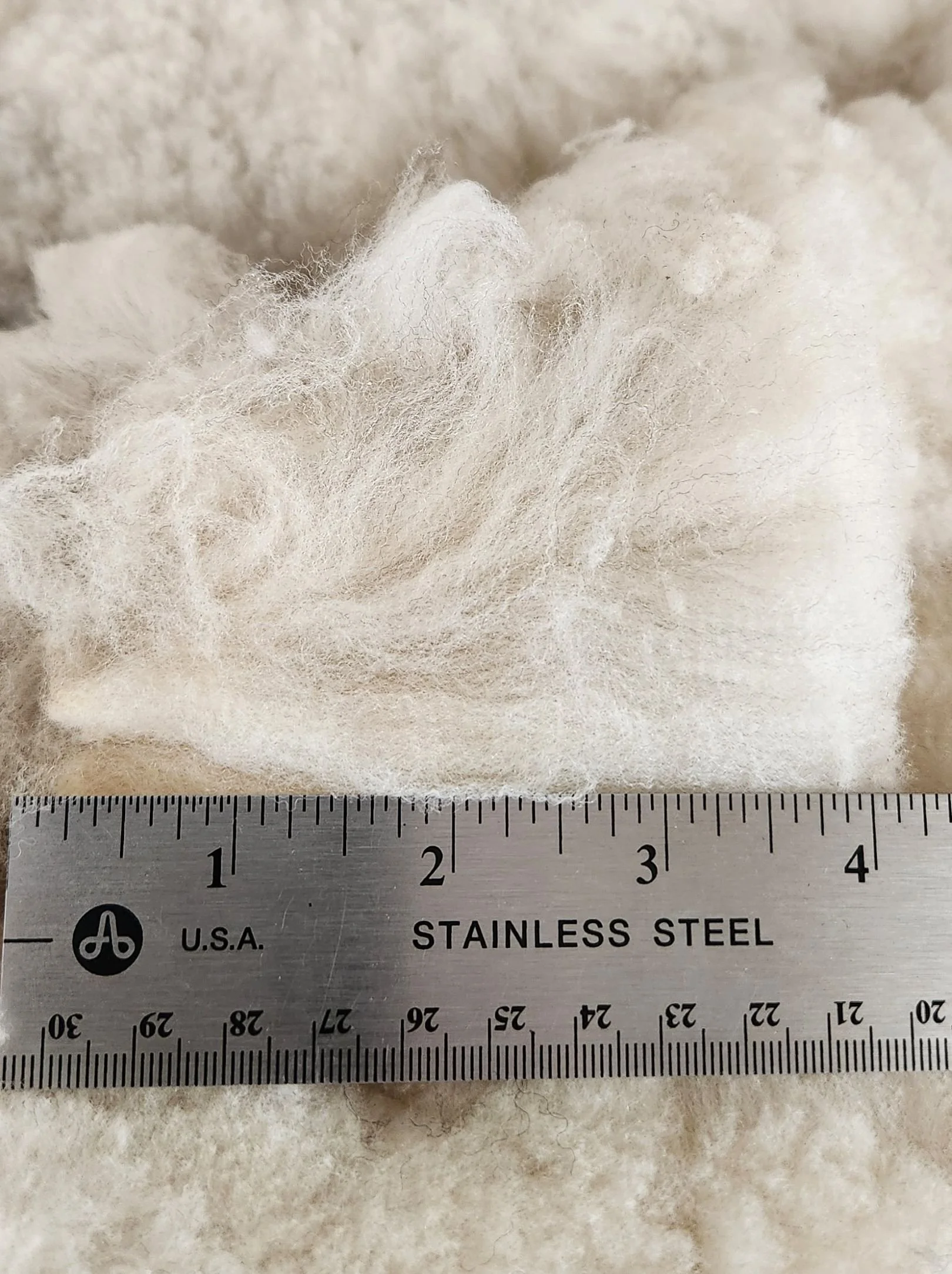 CVM raw fleece staple Kricket.jpg