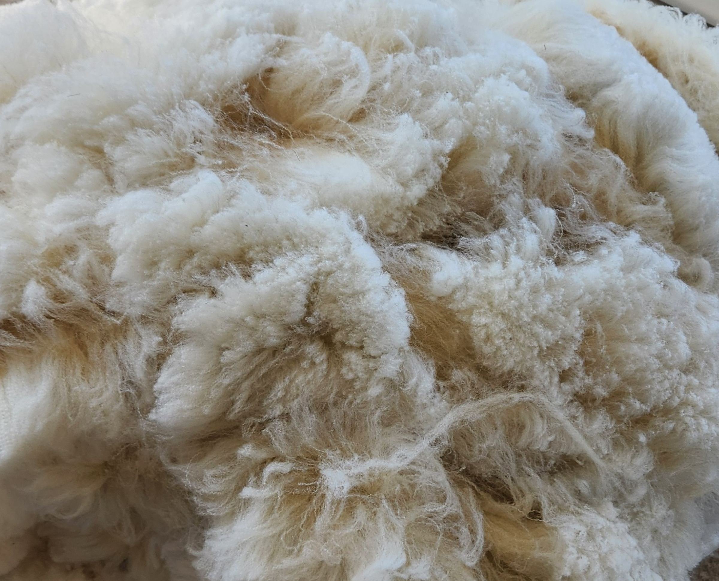 CVM raw whole fleece Kricket.jpg