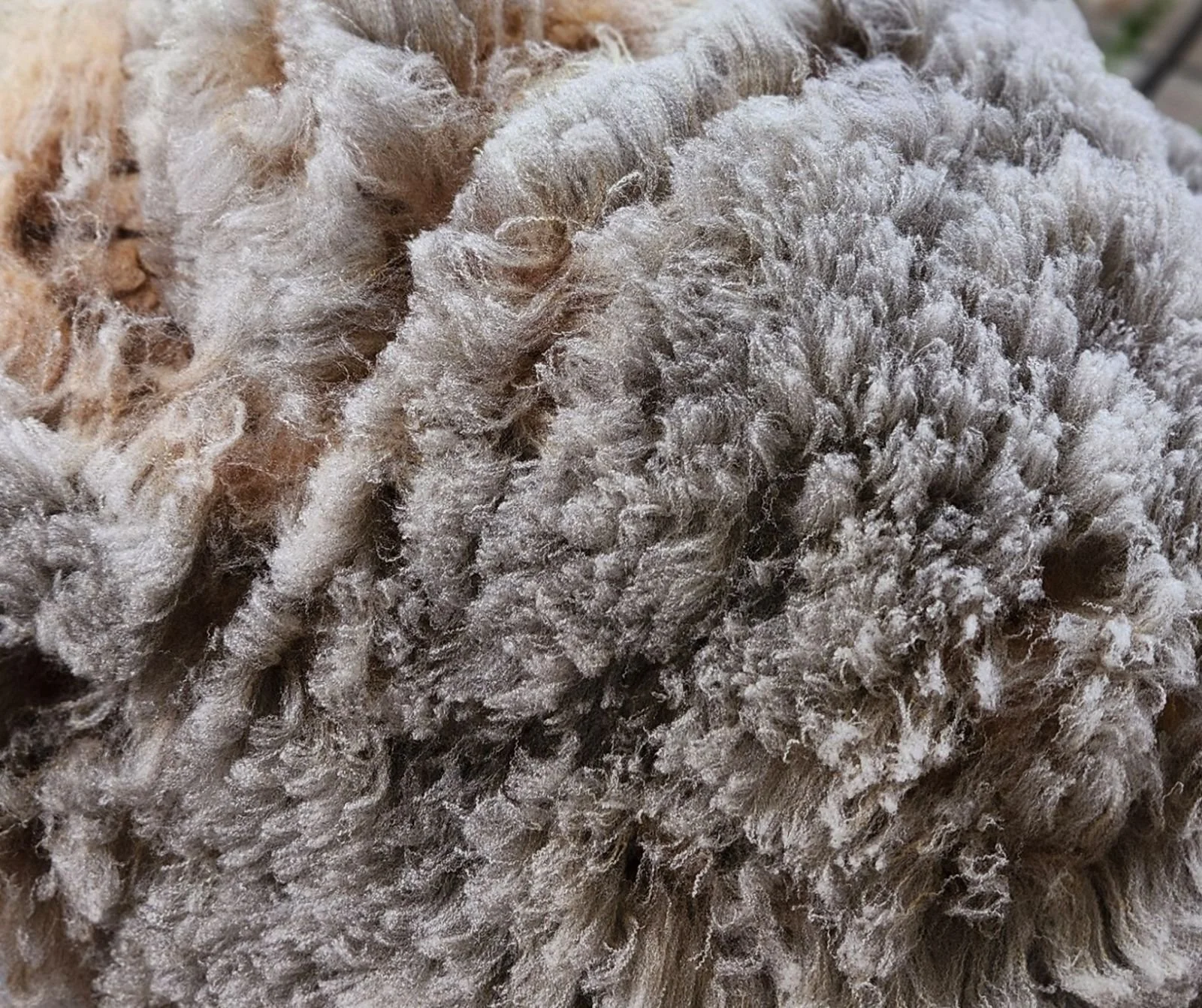 CVM whole raw fleece HollyB 5.jpg