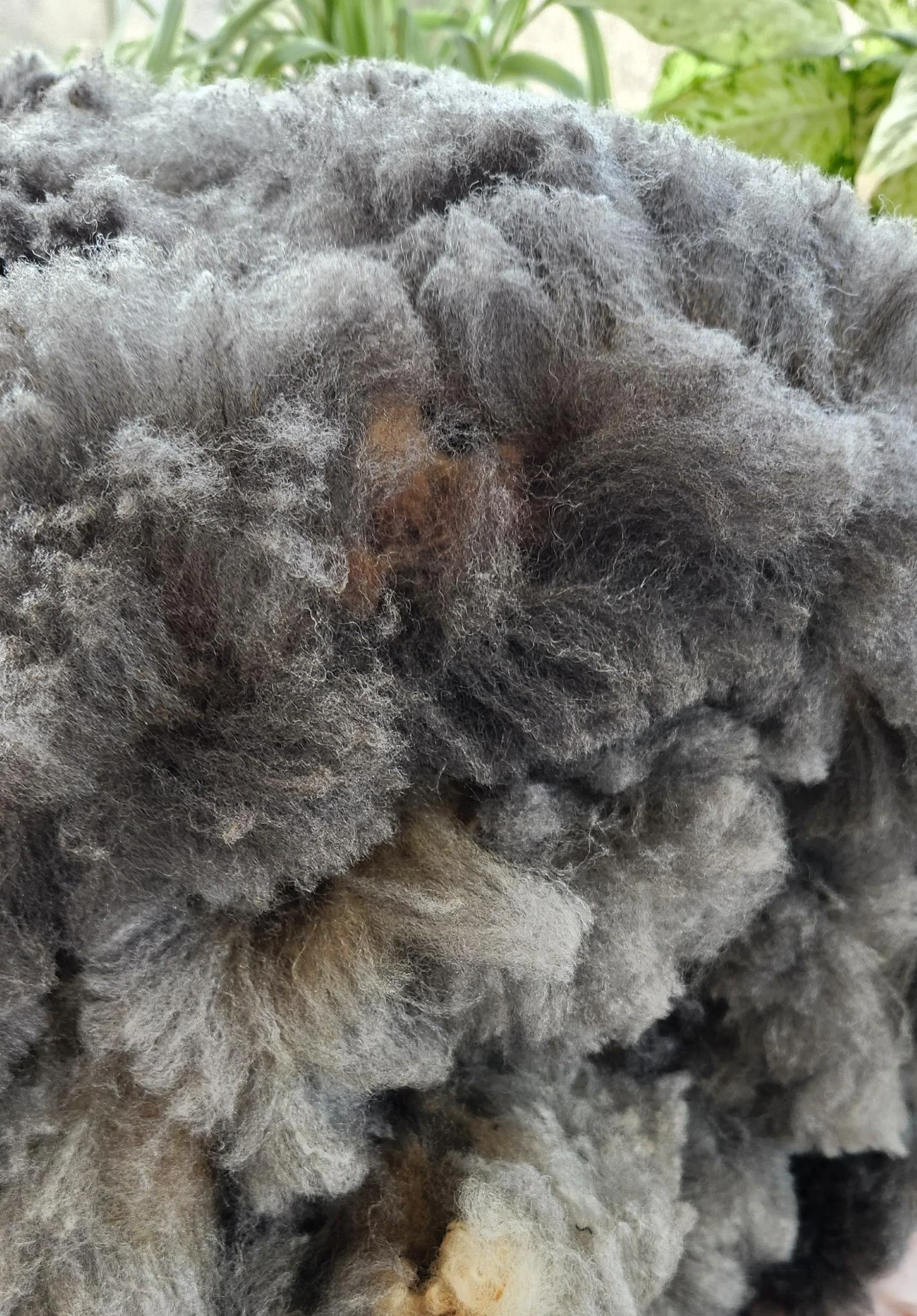 Romeldale CVM fleece Elfin midview.jpg