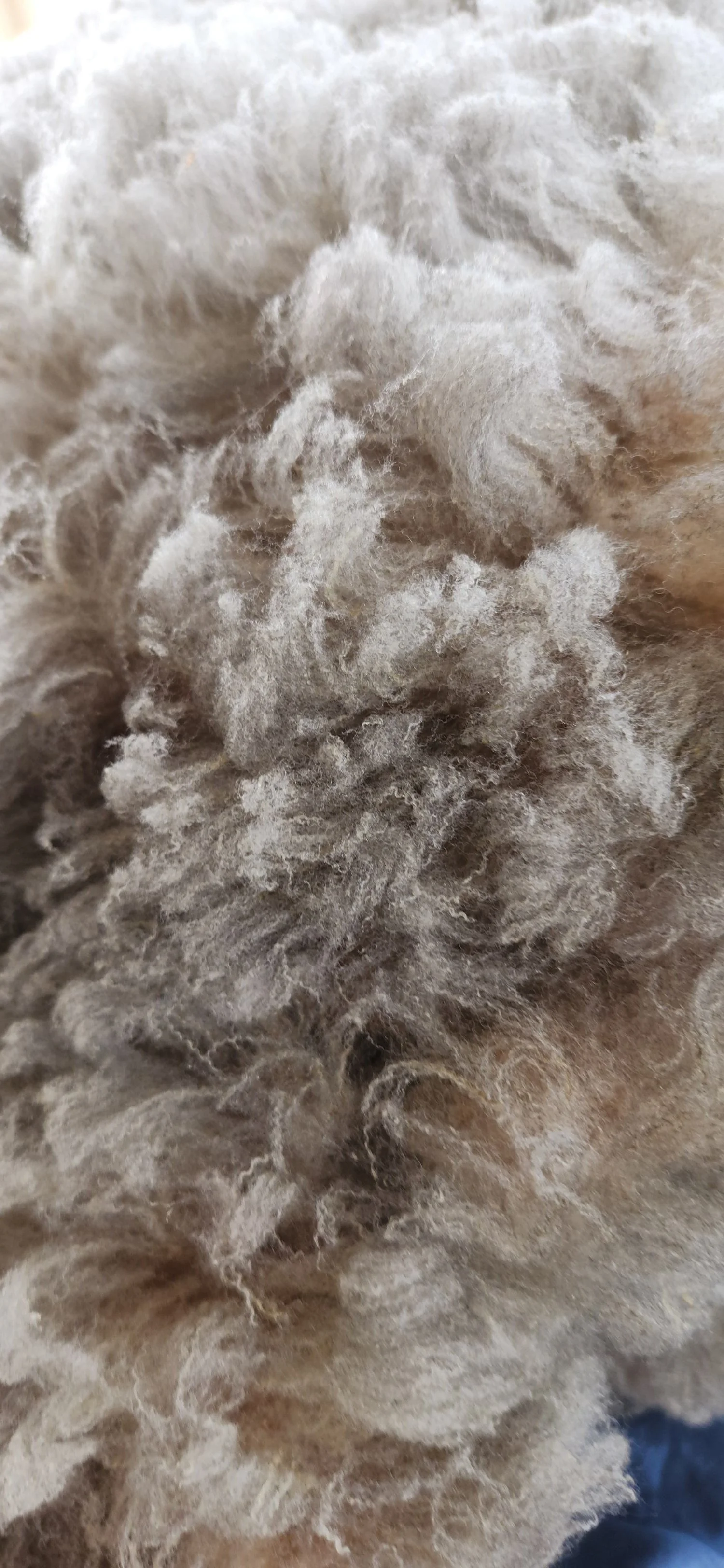 CVM whole fleece locks HollyB 4.jpg