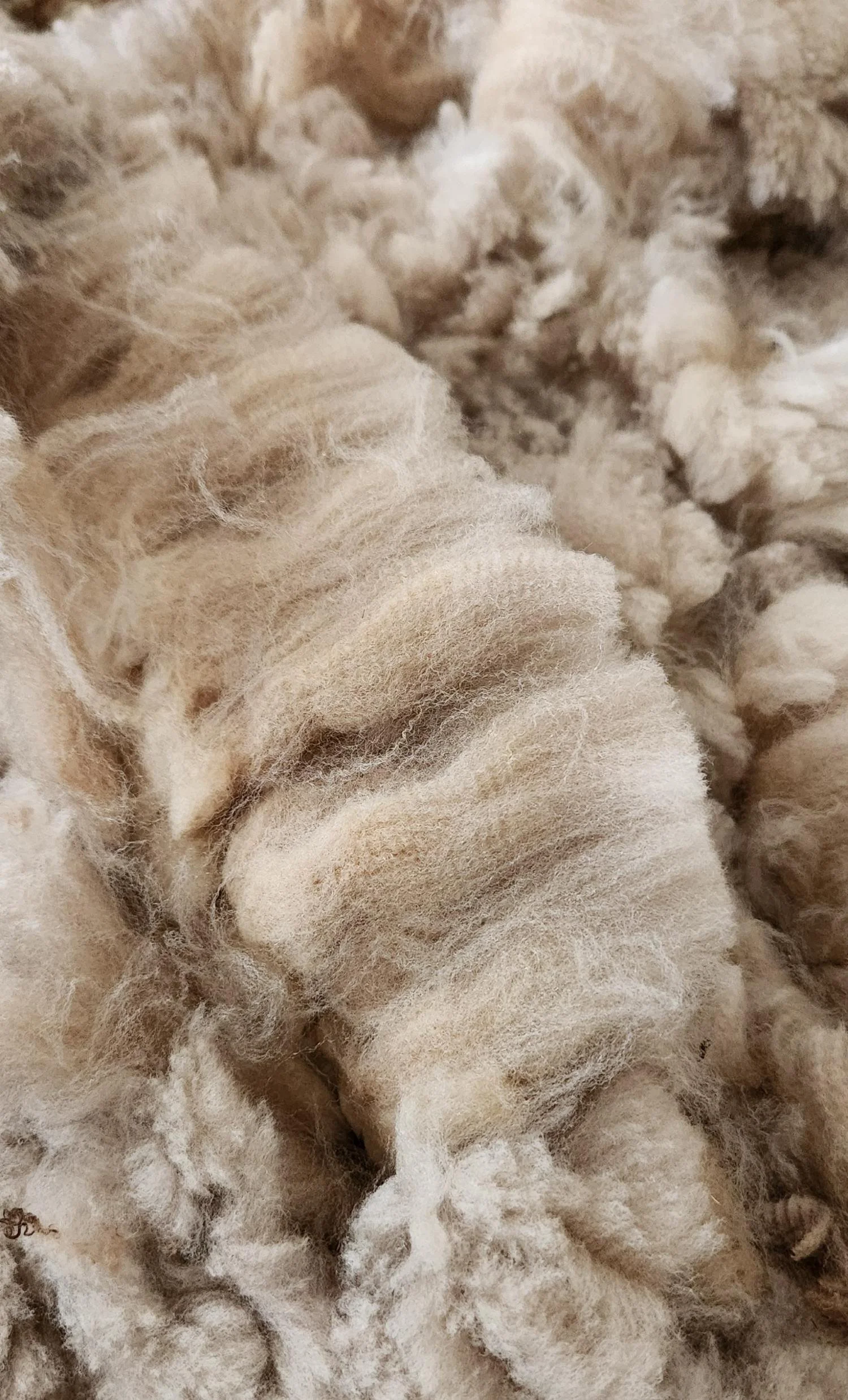 CVM raw fleece locks Janeway 1.jpg