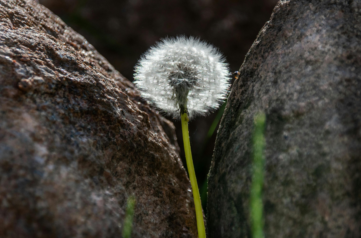 Fir Counseling provides so much opportunity for personal growth. Therapy in McMinnville and Portland Oregon.