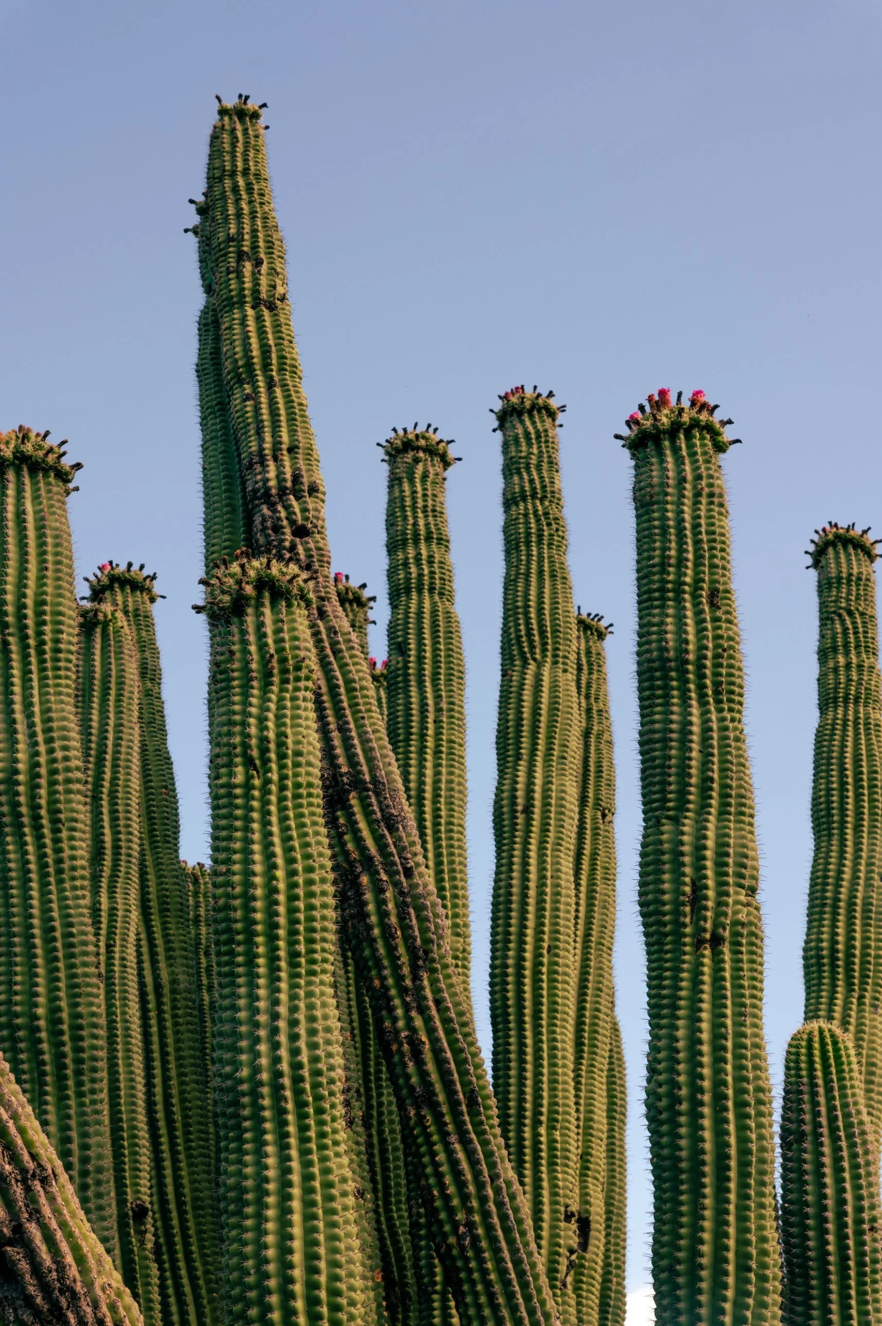 noir-tierra-03-cactus.jpg