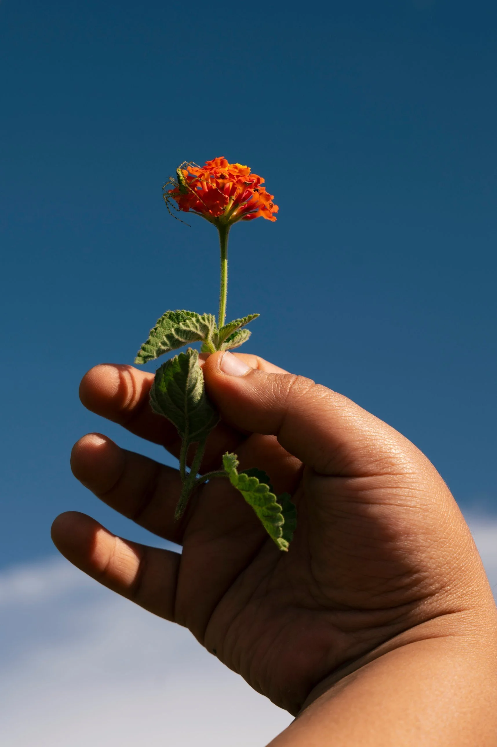 noir-tierra-06-flower.jpg