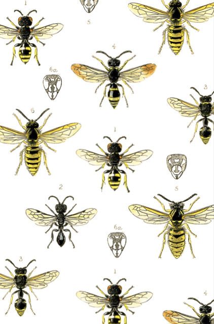 Hambly & Woolley (Issue 4: Bees)