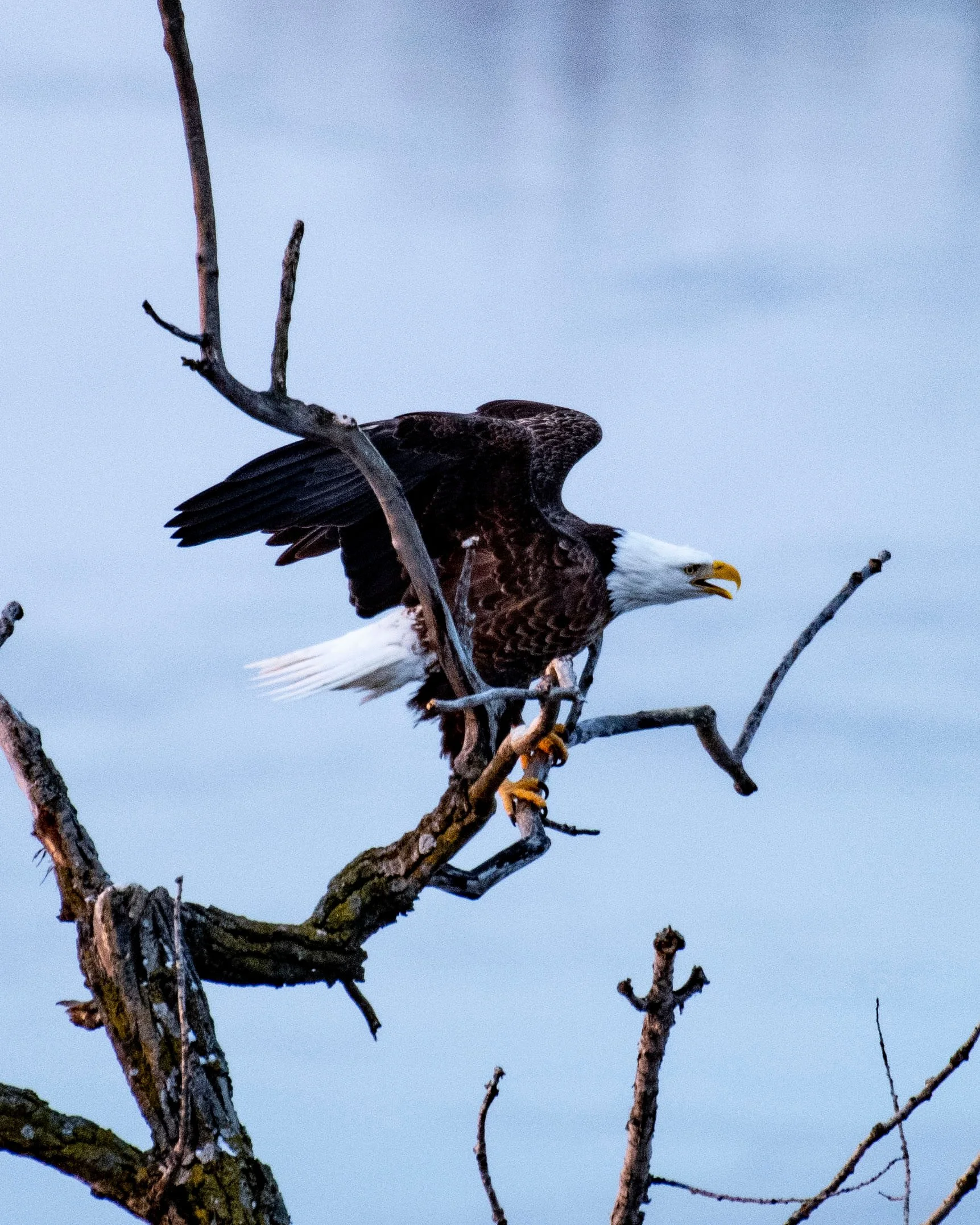 Eagle10.PJMImage.jpg