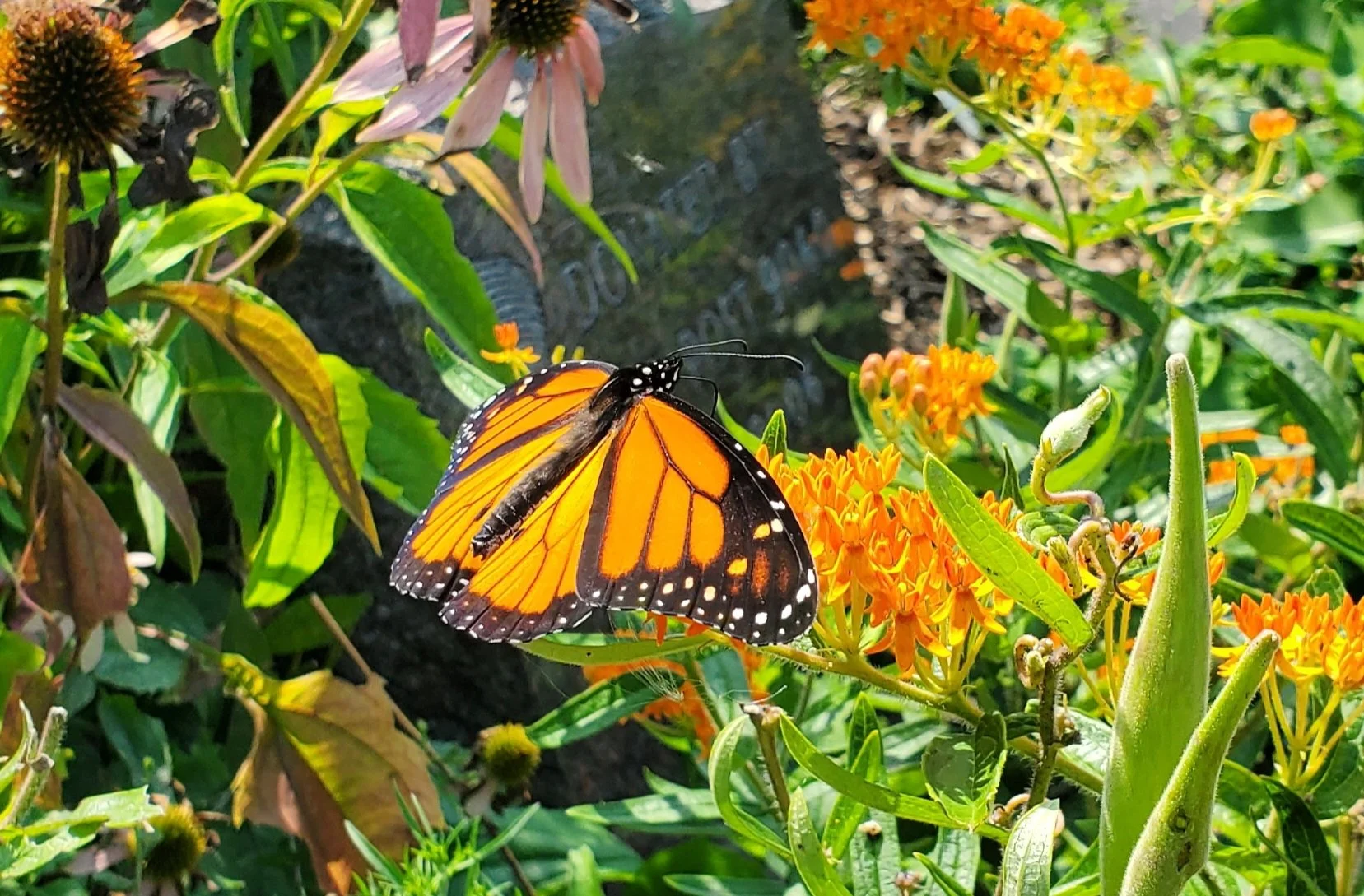Stewards of the Park - Park Clean-Up