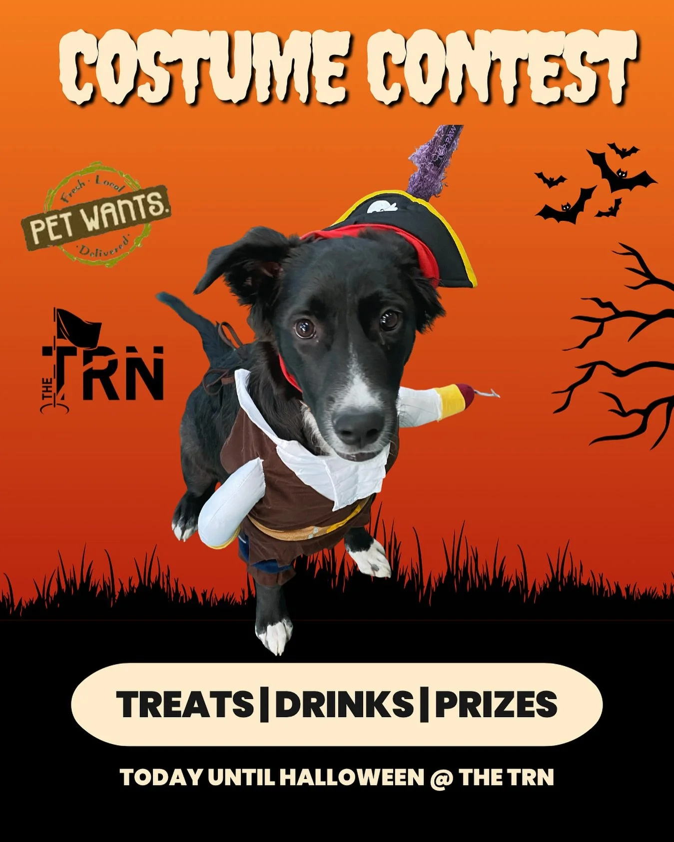 🎃🐾 Halloween fun at The TRN! 🐾🎃

Stop in, grab a drink, and let your pup strut their spooky stuff. 👻🐶Bring your furry friend in their best costume anytime between now and Halloween and get:
✨ 2-for-1 drinks(1 per person)
🦴 A free bag of pet sn