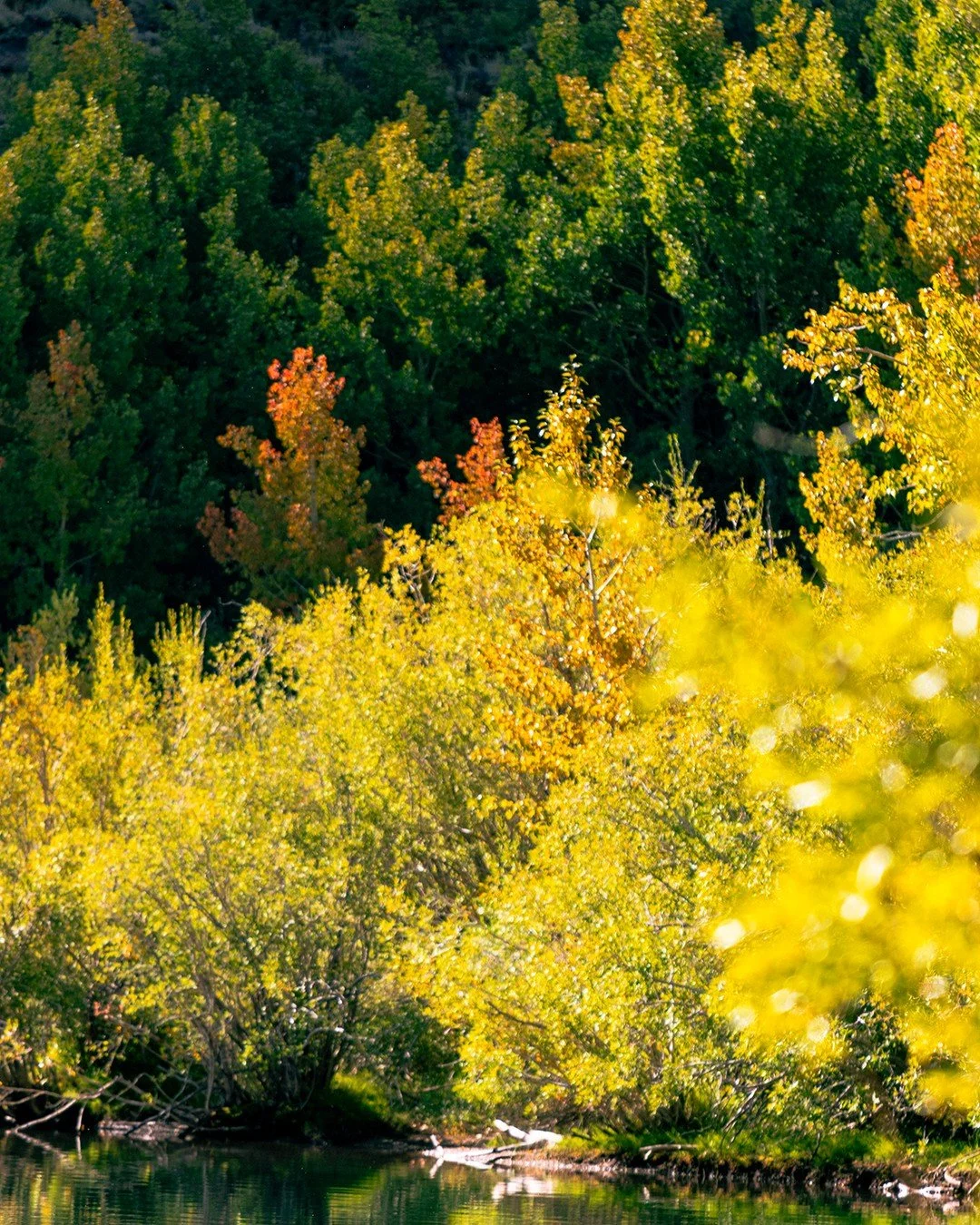 The leaves are changing and that means we&rsquo;re getting close to winter!

In the mean time there&rsquo;sno better way to enjoy the fall than to take a hike and see the foliage in action! So plan that trip before the snow starts to fall and we star