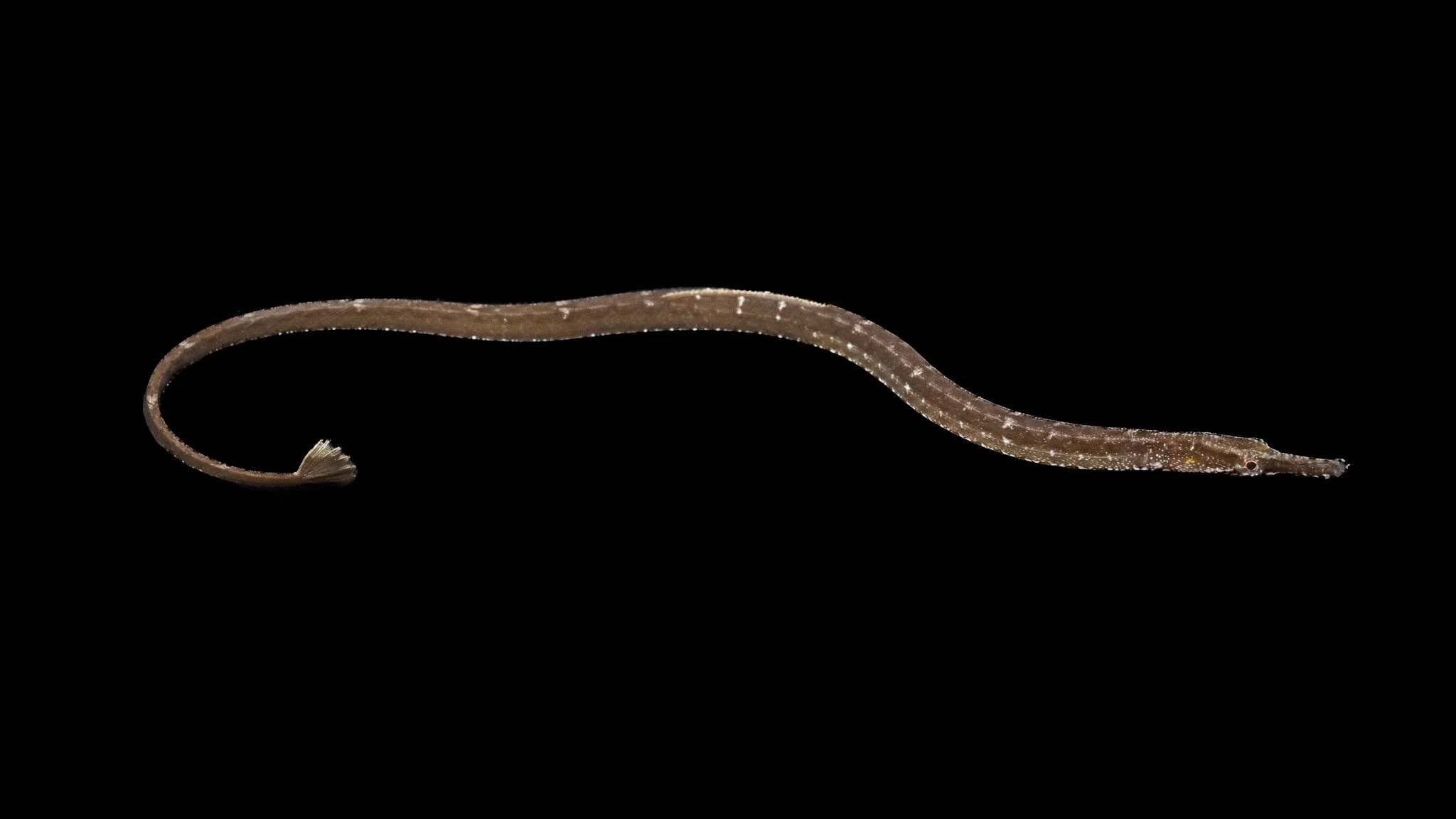 kelp-pipefish-syngnathus-californiensis-fish.jpg