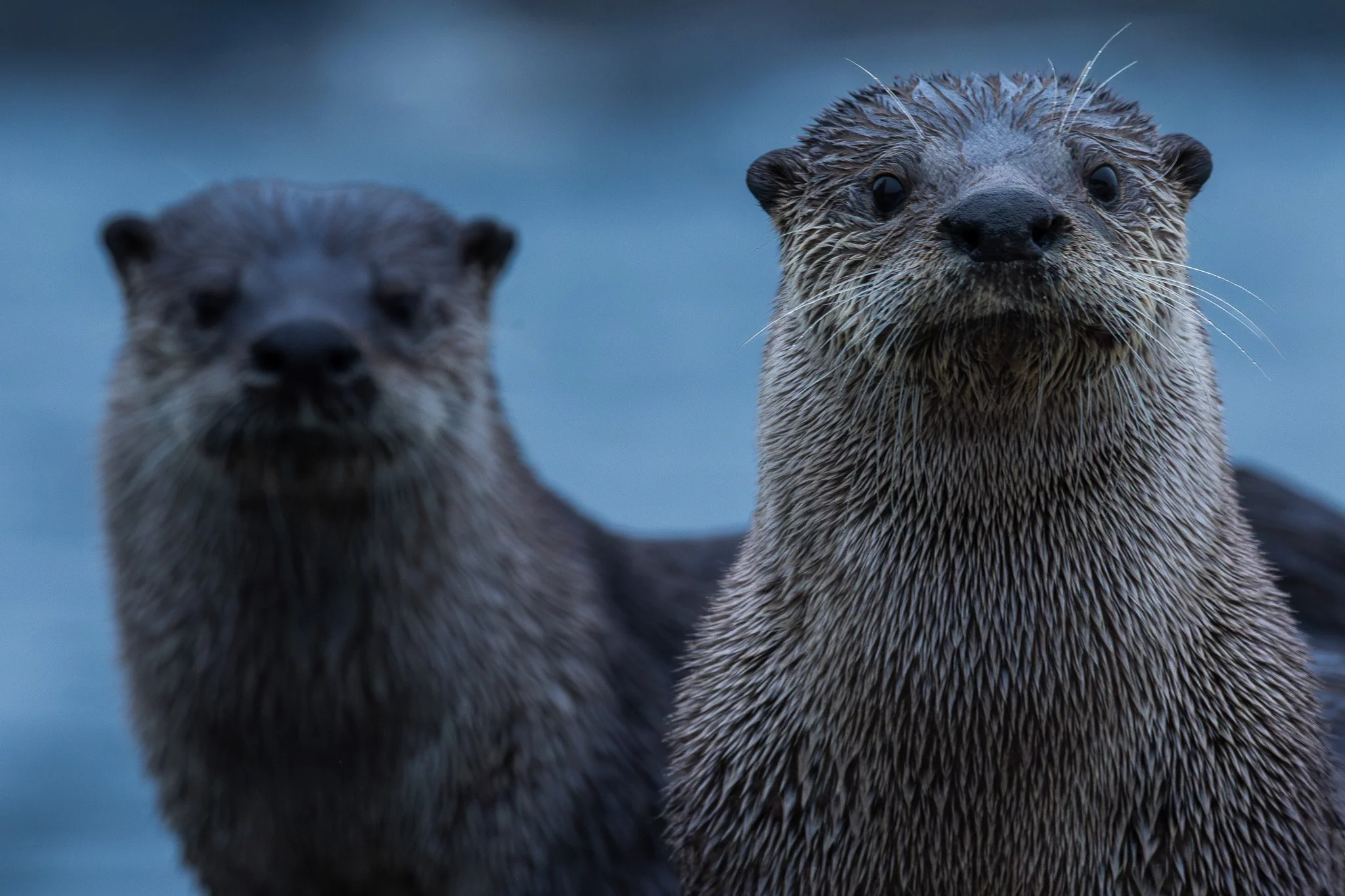 North American River Otters, Lontra canadensis, Humboldt County