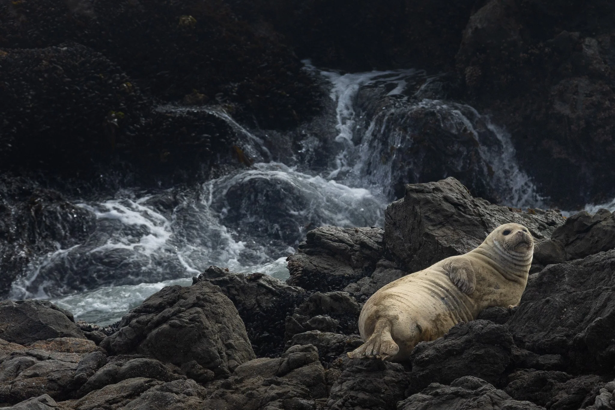 Harbor seal in Humboldt County
