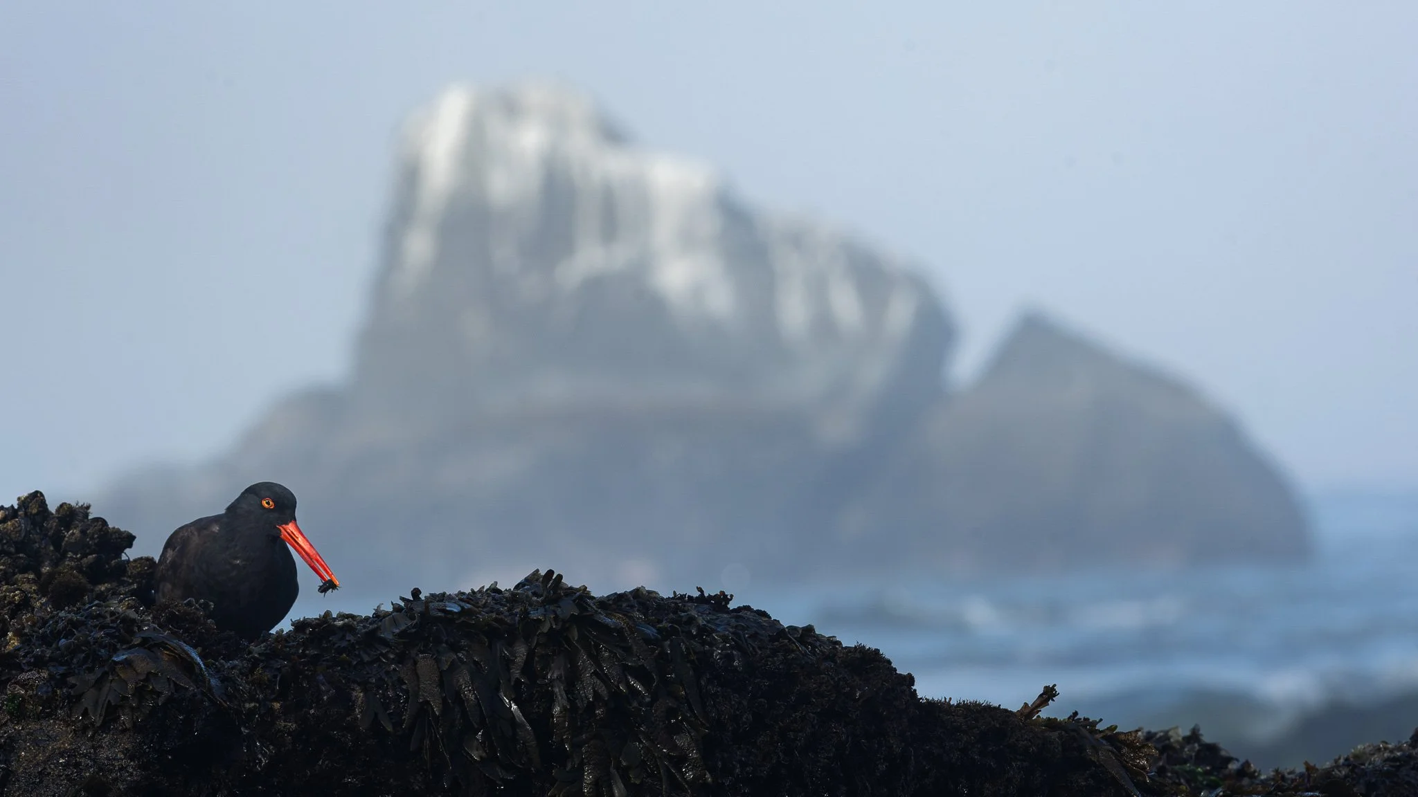 Black Oystercatcher with Rockweed Isopod, Humboldt County