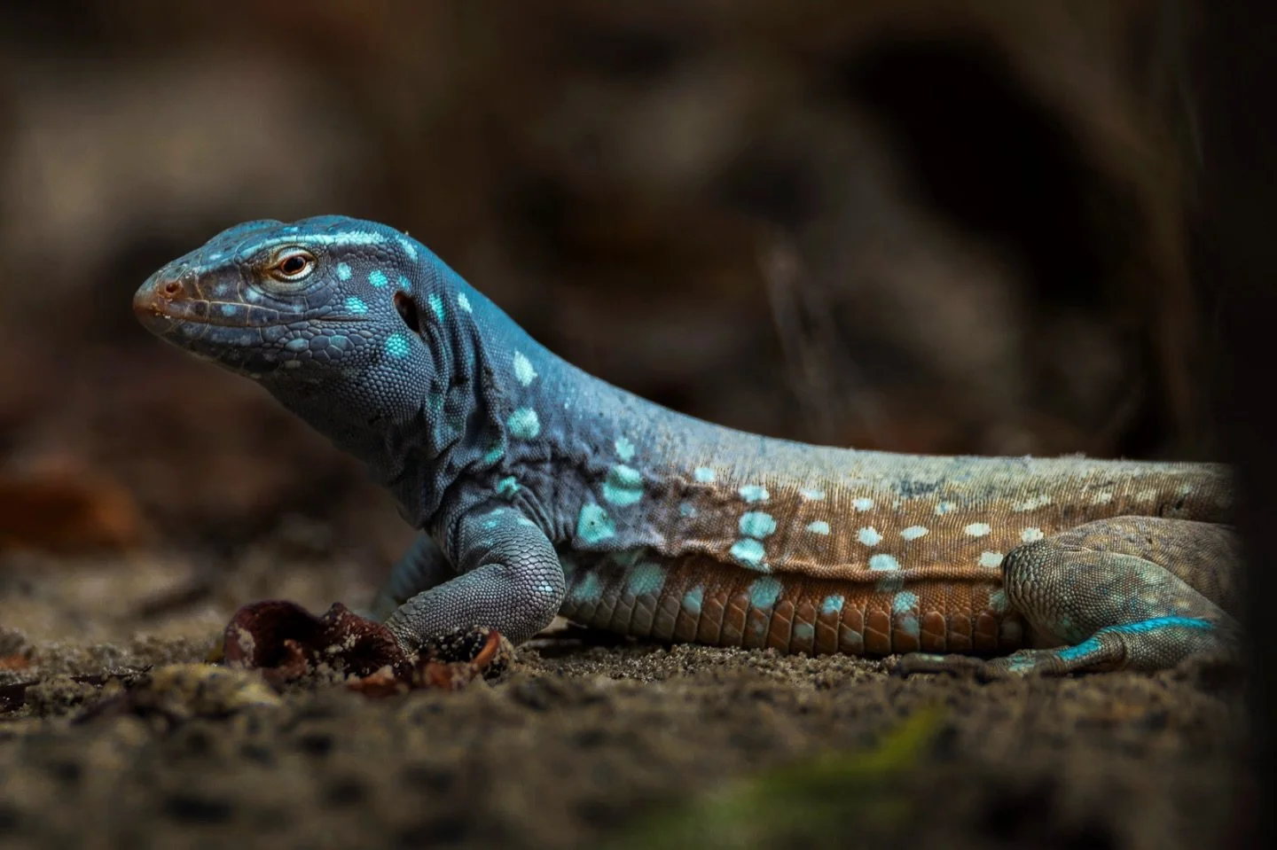 For world lizard day, here’s a snapshot of a Bonaire whiptail from earlier this summer. Truly one of the most stunning lizards I have ever seen- and the most colorful individual from the trip. 
Endemic to the island of Bonaire, these whiptails