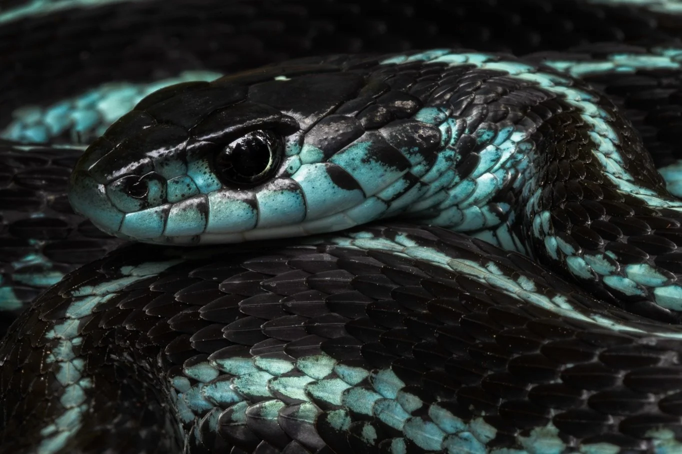 Tucked away amongst the Seattle suburbs in a small neighborhood park, this brilliant blue snake was a sight to behold. 
This is a subspecies of common garter snake (Thamnophis sirtalis) known as the Puget Sound garter snake (ssp. pickeringii). We en