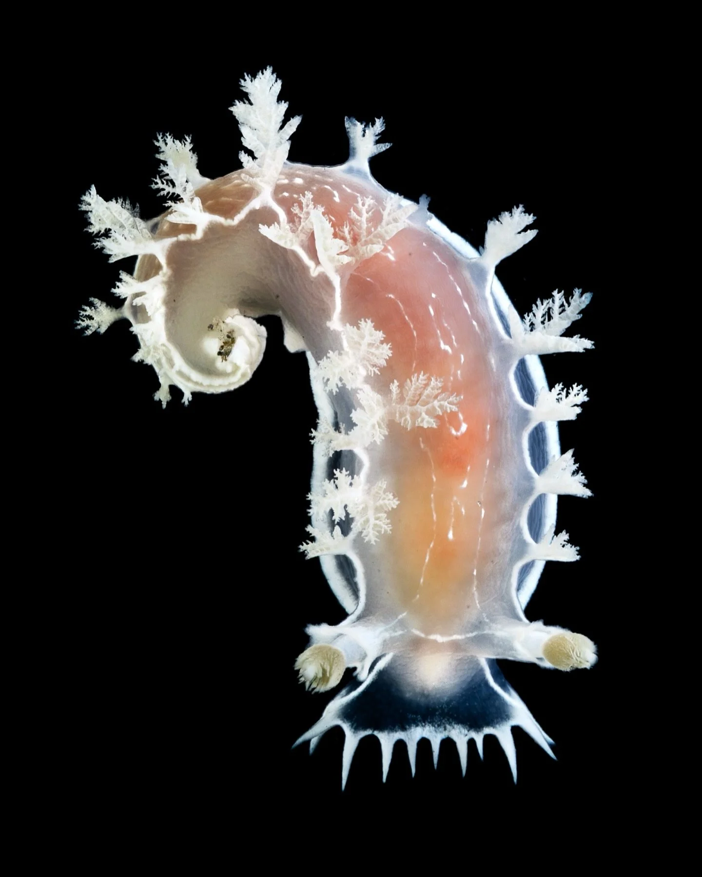 A very large festive tritonid nudibranch (Tritonia festiva) from the Puget Sound. 
#festivetritonid #tritonia #tritoniafestiva #nudibranch #seaslug #nudibranchs #tidepool #tidepooling #pnw #pacificnorthwest #wildlife #nature #photography #macro