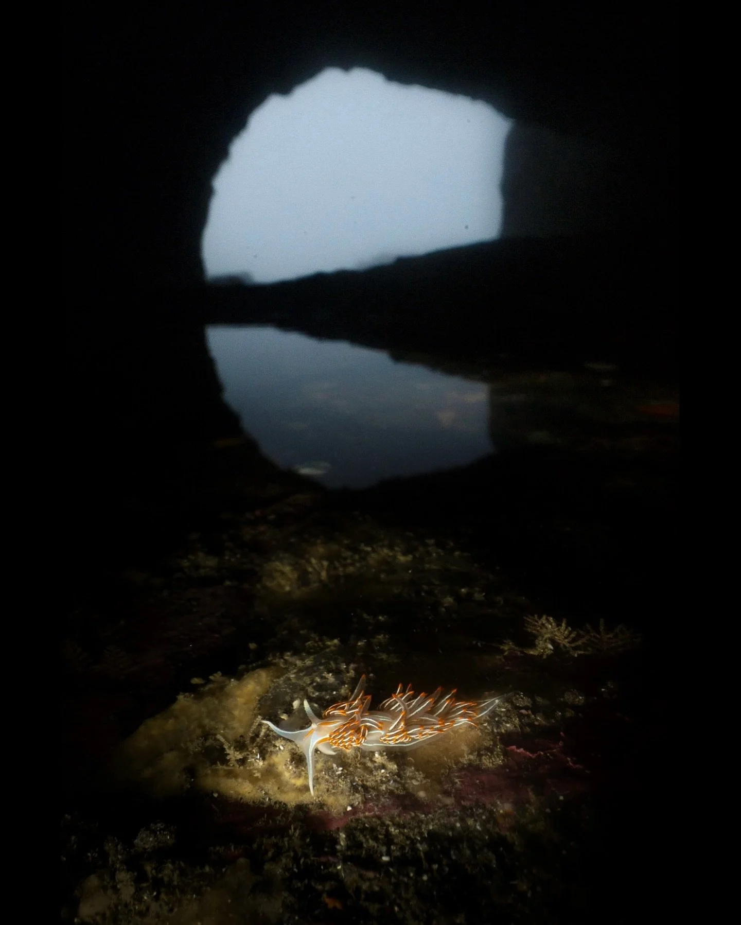 Hermissenda crassicornis photographed in a sea cave 
#tidepool #tidepooling #nudibranch #seaslug #hermissenda #hornednudibranch #thickhornednudibranch #wildlife #nature #seacave #intertidal #mendocino #california #norcal