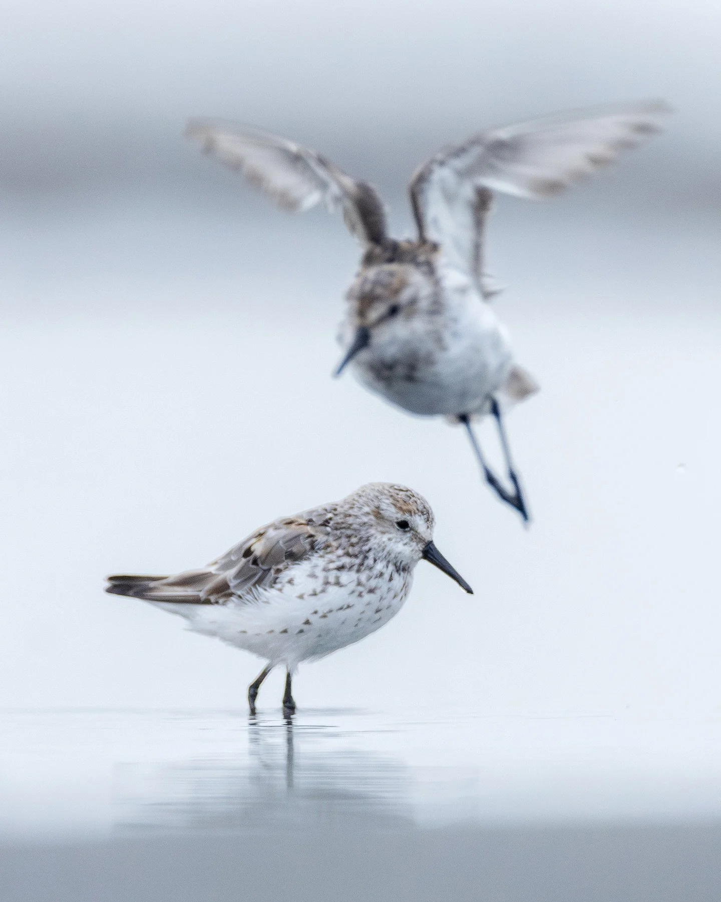 From a cold, foggy summer day
#westernsandpiper #sandpiper #bird #birding #birdwatching #shorb #shorbphotography #shorebird #birdphotography #wildlife #nature #photography #wildlifephotography #california #humboldtwildlife