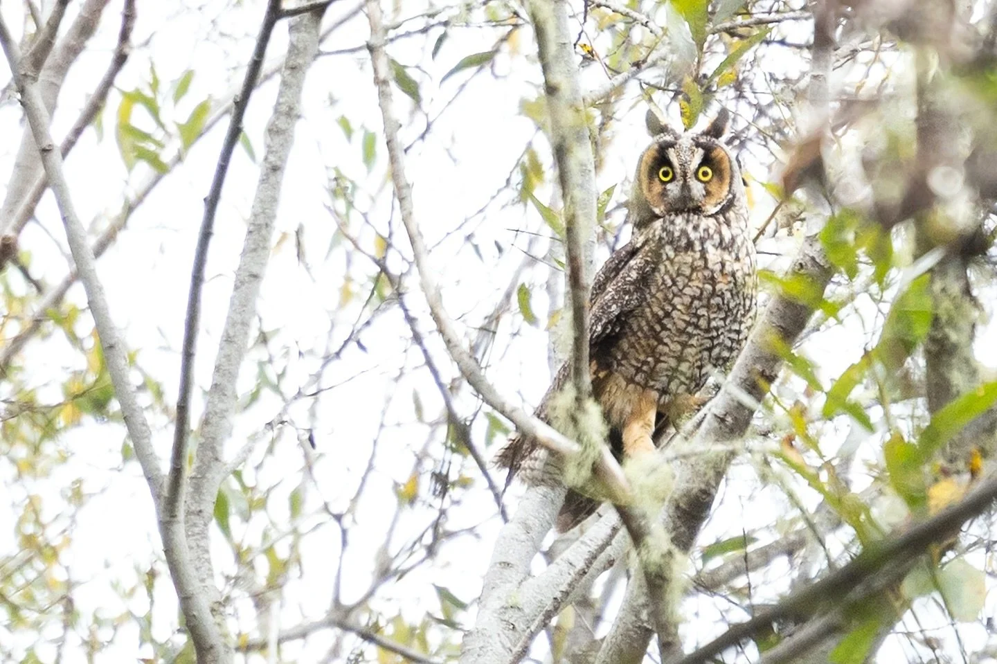 A surprise encounter. 
When I go out for macro photography, I often leave my telephoto lens at home. This long eared owl will forever encourage me to bring it with, no matter how heavy it makes my bag đ
This was shot at 100mm and cropped immensely