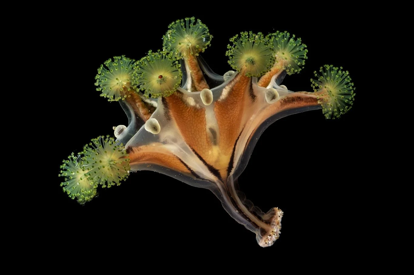 Stalked jellyfish are a summer resident here in Northern California. I saw my first individual a few weeks ago and was thrilled, but that day was quickly put to shame.
Just in time for our Cnidarian unit in a zoology course I am taking, we were able